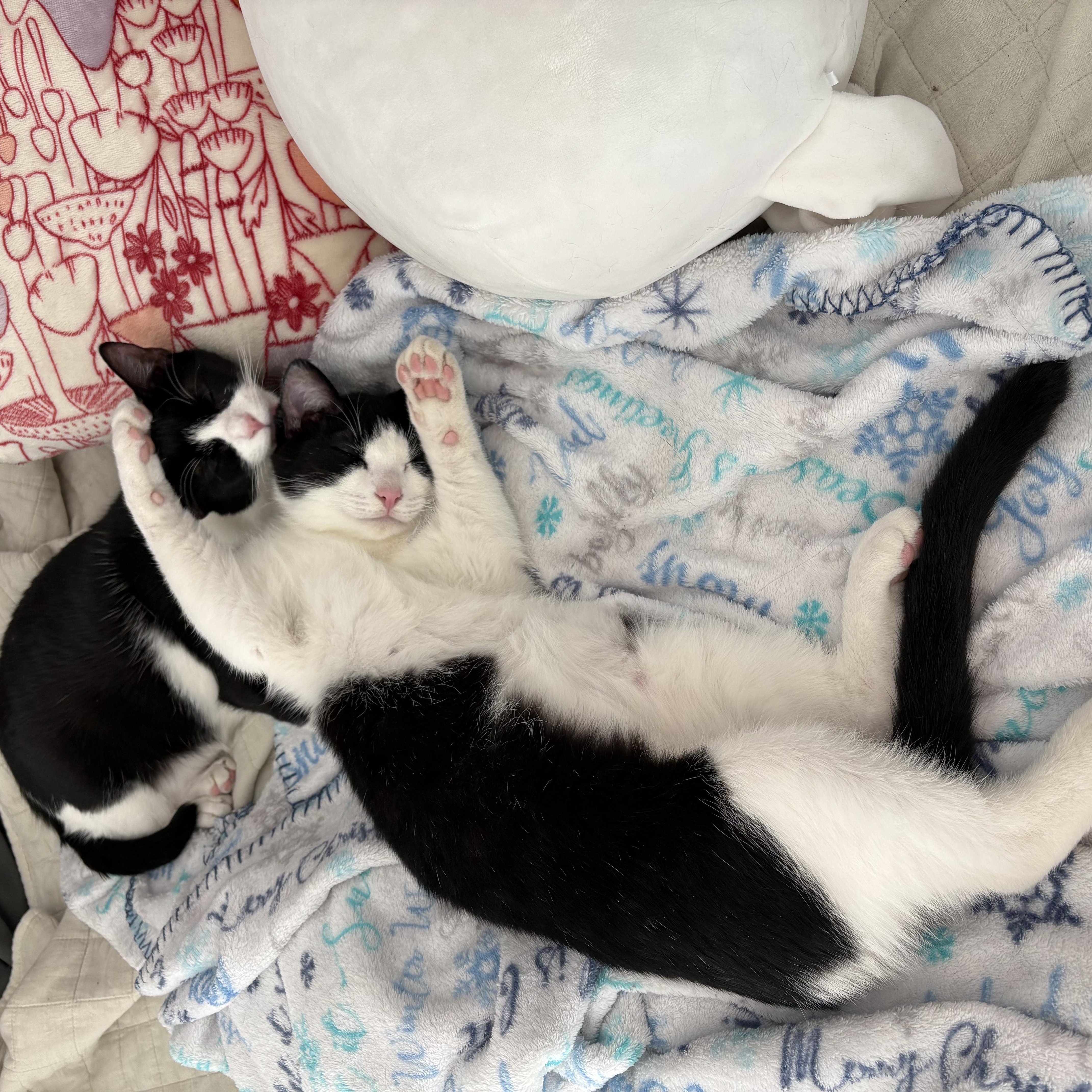 Enlarge Buster Brown, a Adoptable Domestic Short Hair in Hickory, NC image 4/6