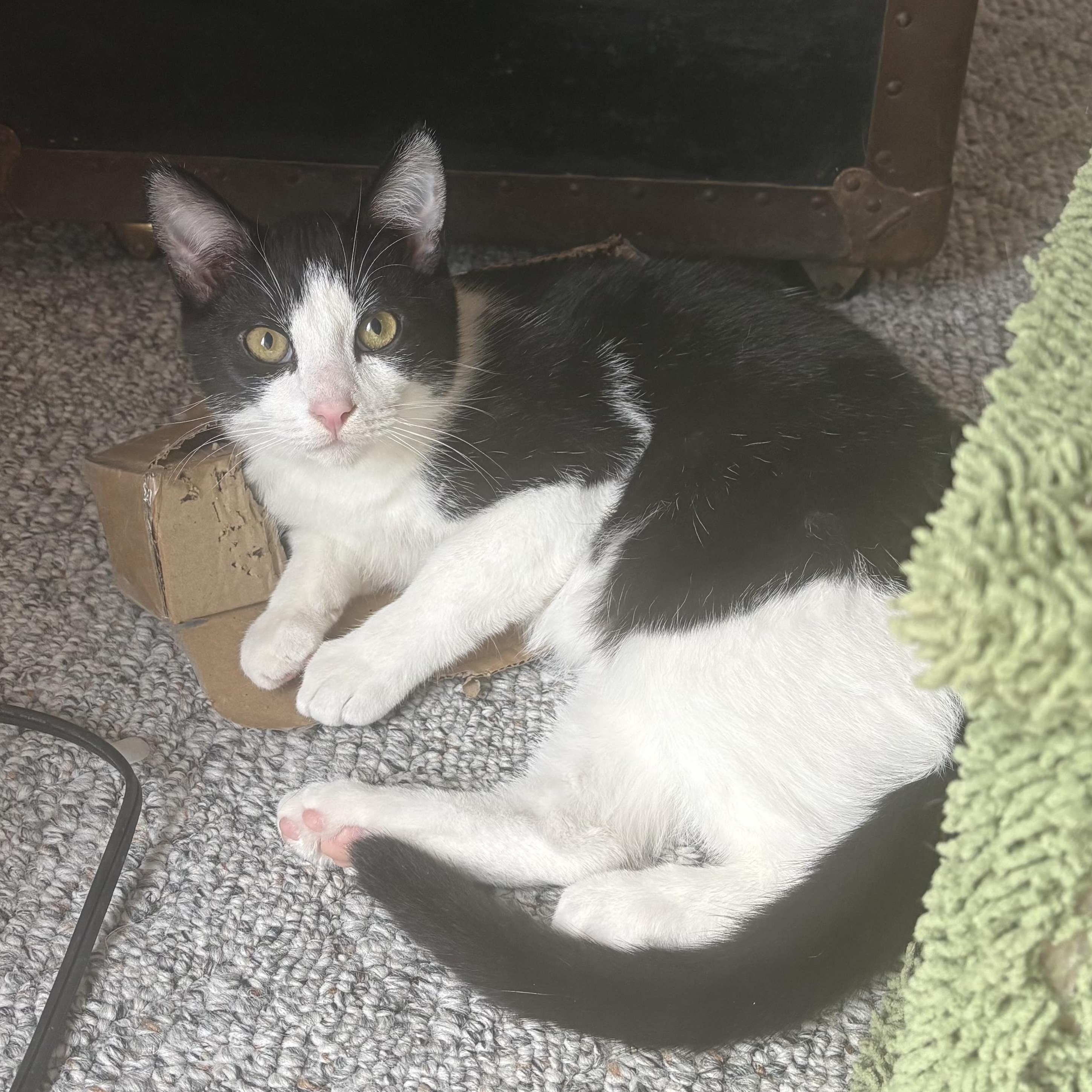 Enlarge Buster Brown, a Adoptable Domestic Short Hair in Hickory, NC image 3/6