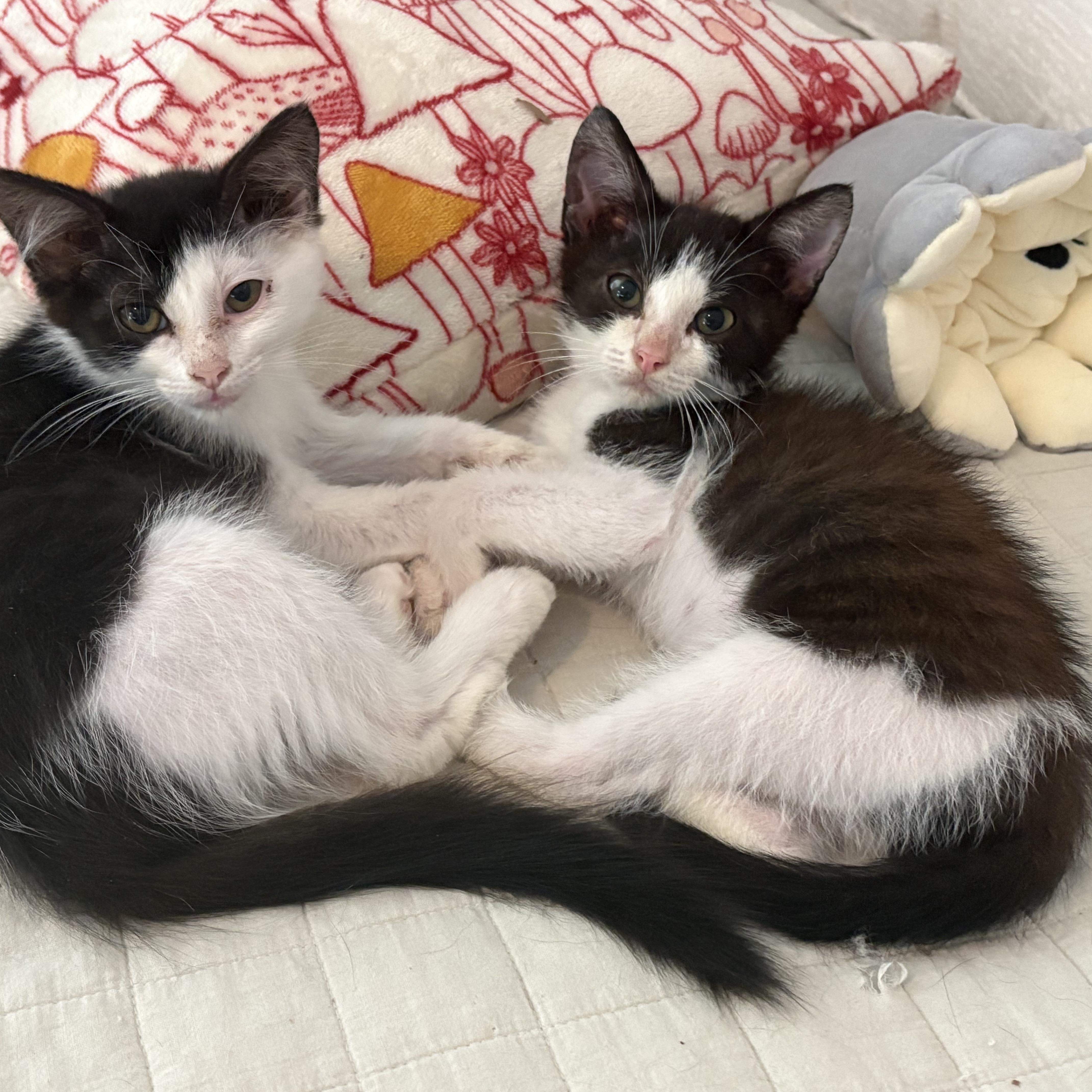 Enlarge Buster Brown, a Adoptable Domestic Short Hair in Hickory, NC image 2/5