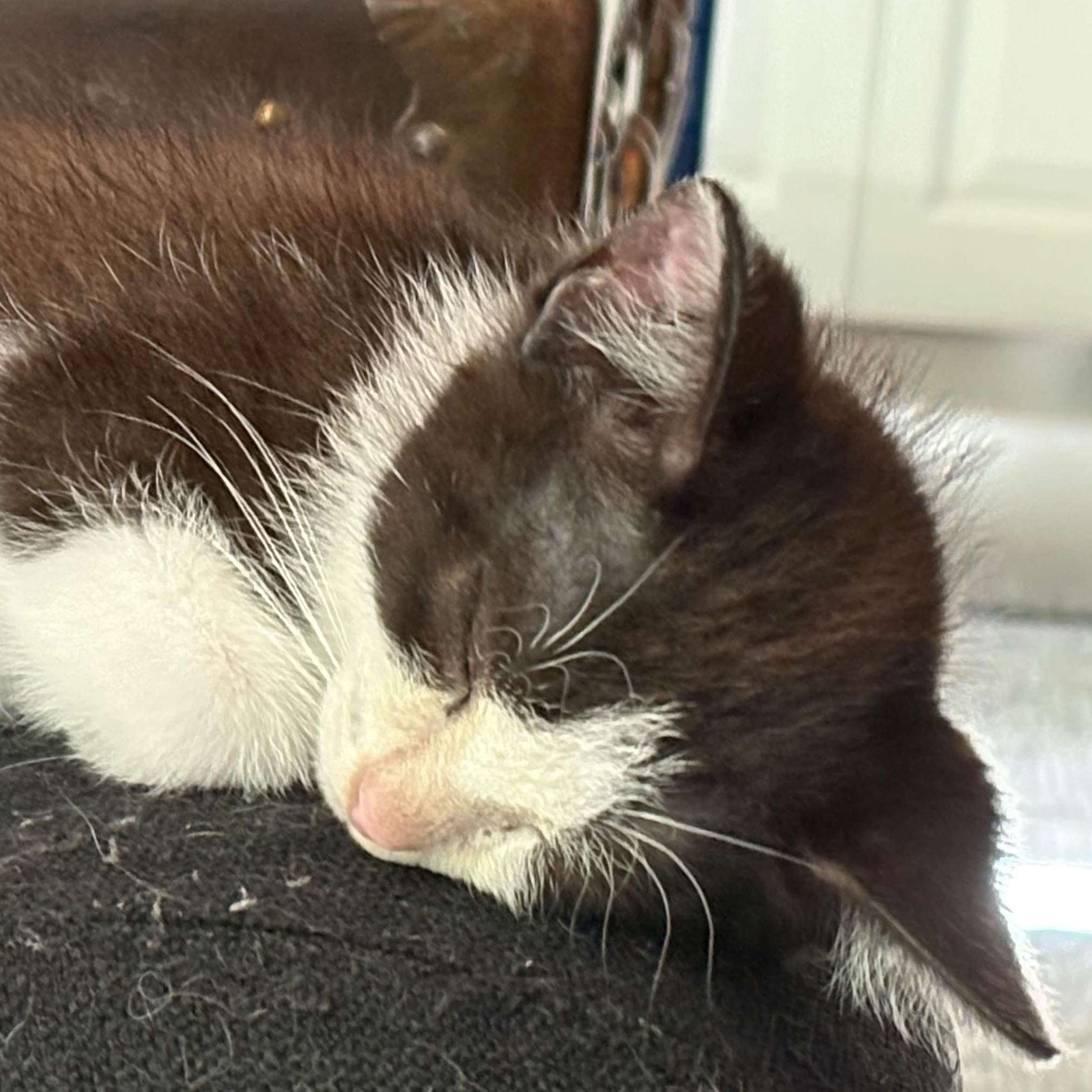 Enlarge Buster Brown, a Adoptable Domestic Short Hair in Hickory, NC image 3/5