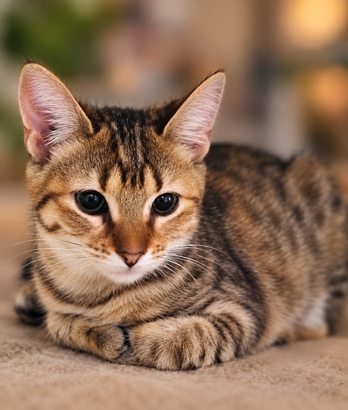 Enlarge Selene, a Adoptable Domestic Short Hair in Scottsdale, AZ image 3/4