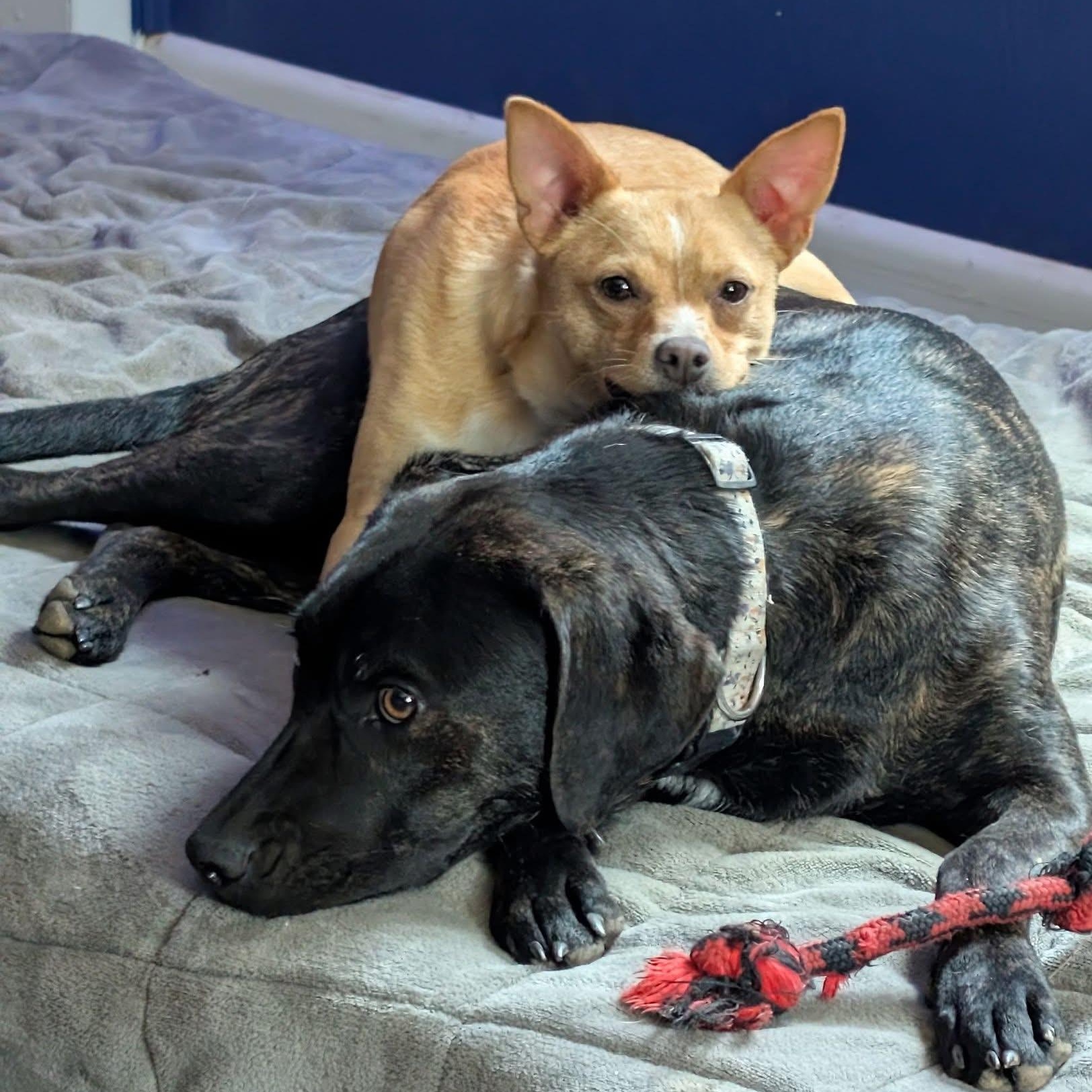 Enlarge Brindle , an adoptable mixed breed in Brentwood, TN image 1/3