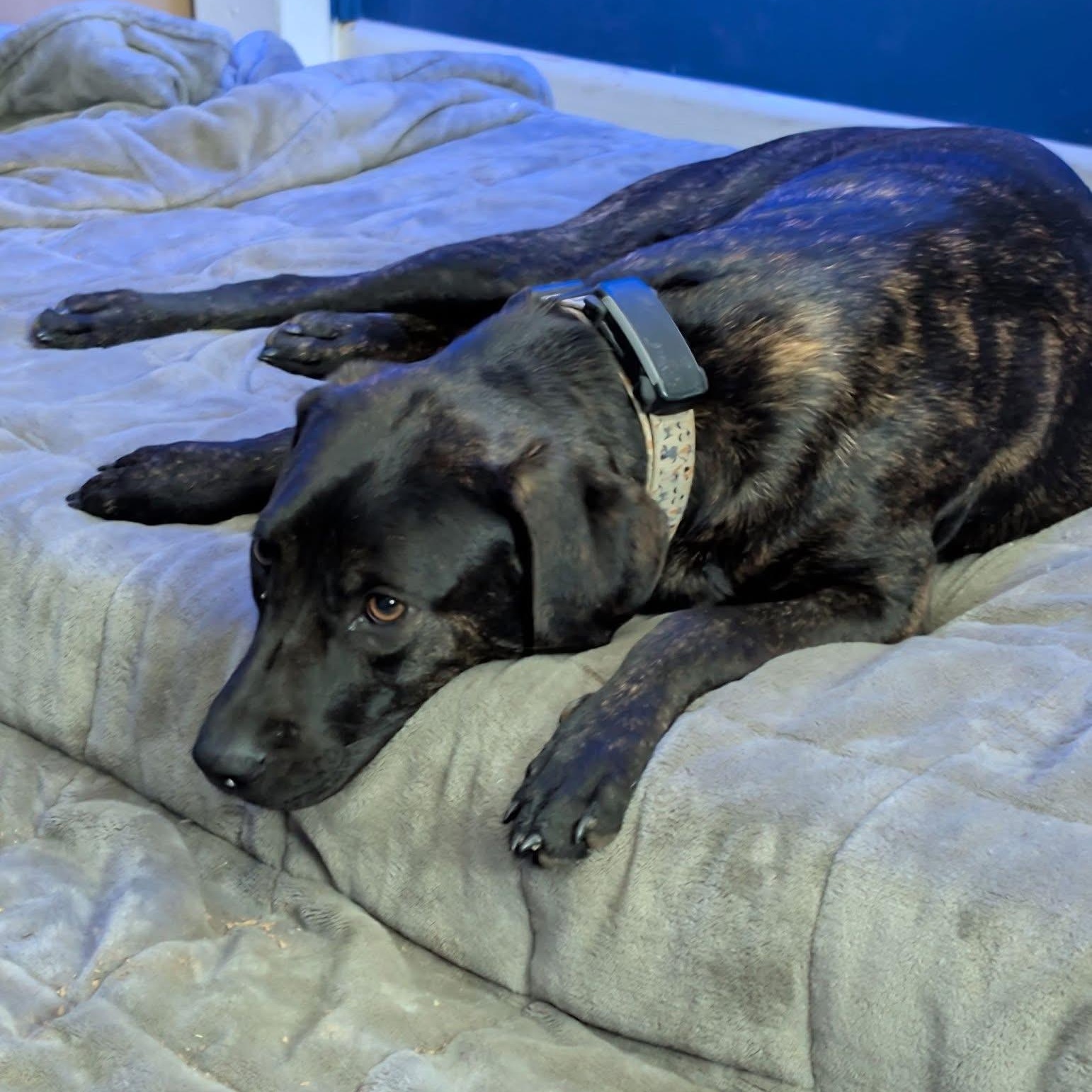Enlarge Brindle , an adoptable mixed breed in Brentwood, TN image 2/3