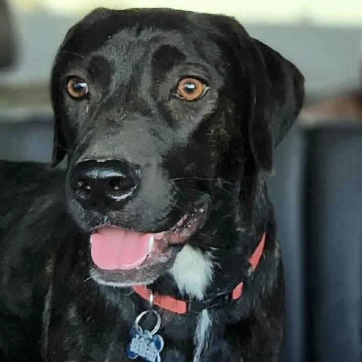 Brindle , a ADOPTABLE mixed breed in Brentwood, TN image 1/3