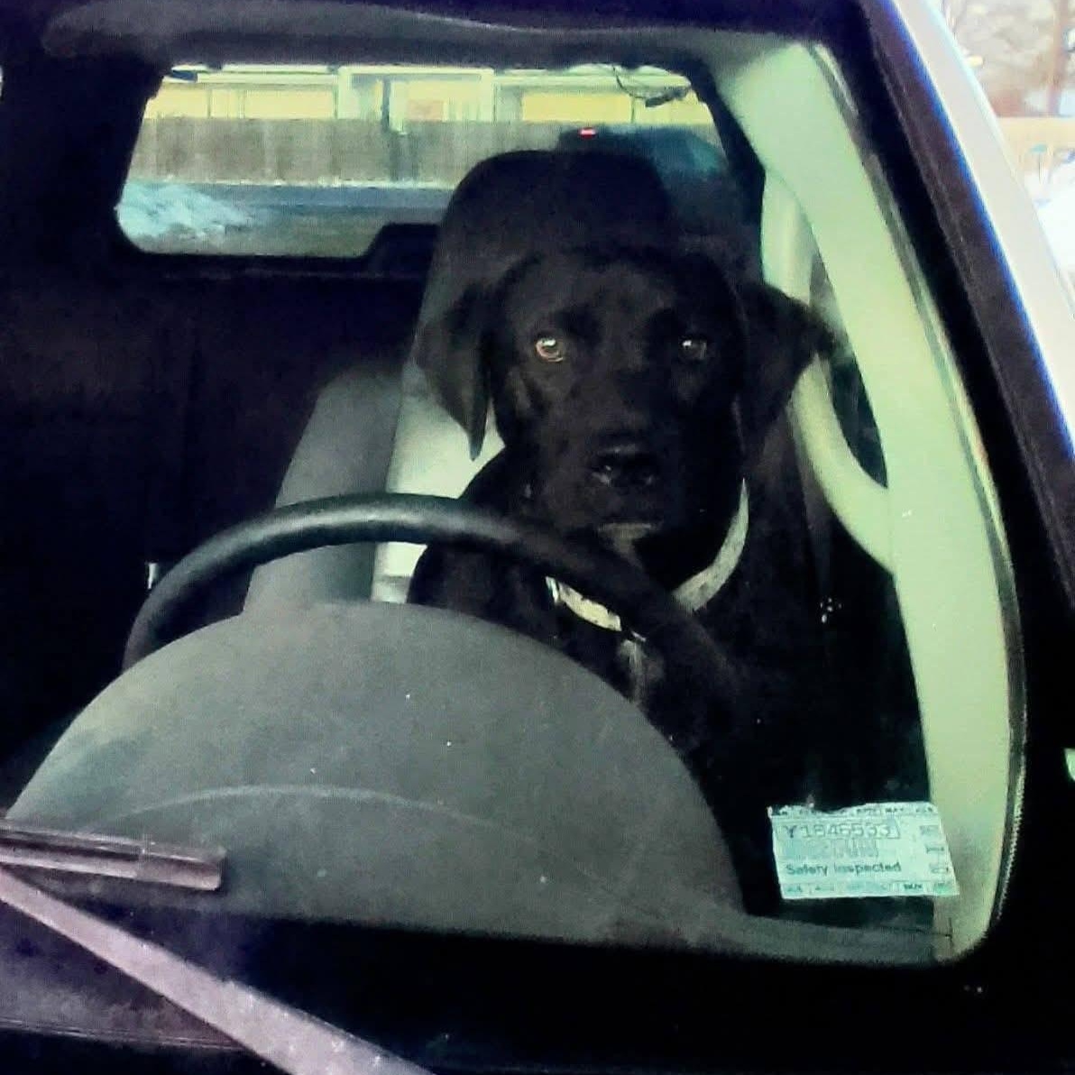 Brindle , a ADOPTABLE mixed breed in Brentwood, TN image 3/3