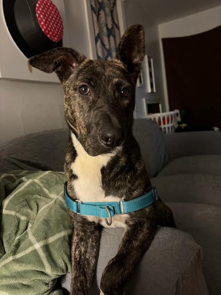 Enlarge Suki, a Adoptable mixed breed in Muskegon, MI image 2/6