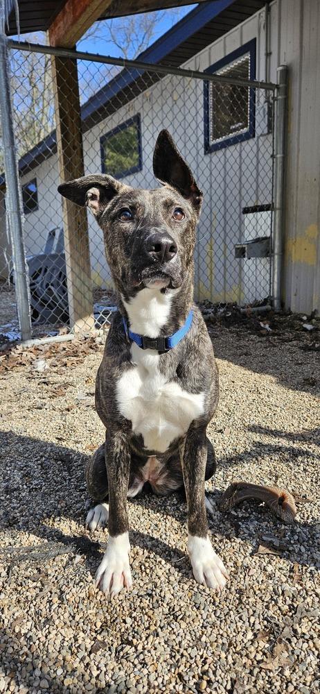 Suki, a Adoptable mixed breed in Muskegon, MI image 5/5