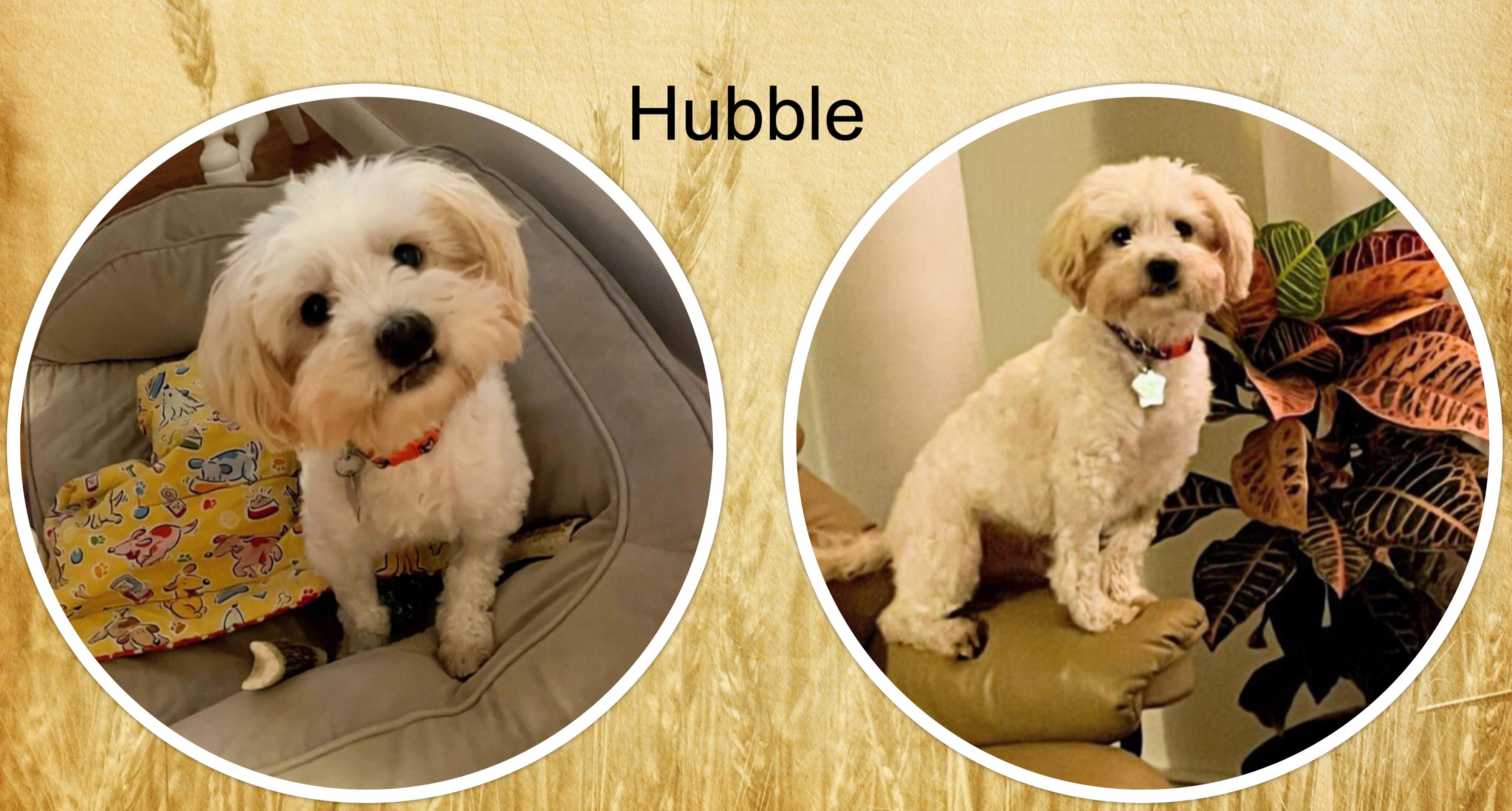 Hubble - IL, ADOPTABLE, Adult Male Bichon Frise.