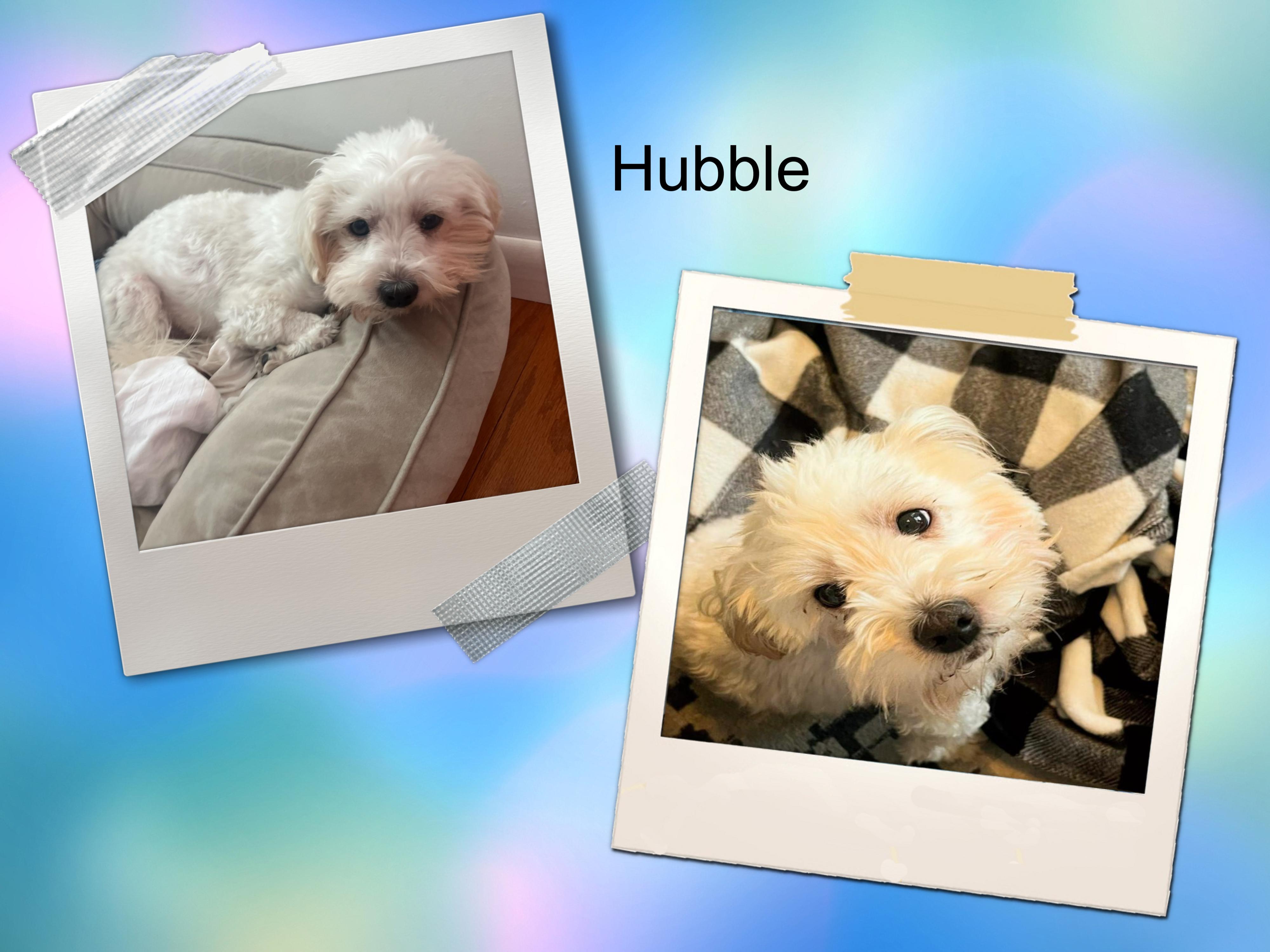 Enlarge Hubble - IL, a ADOPTABLE Bichon Frise in Galesburg, IL image 2/2