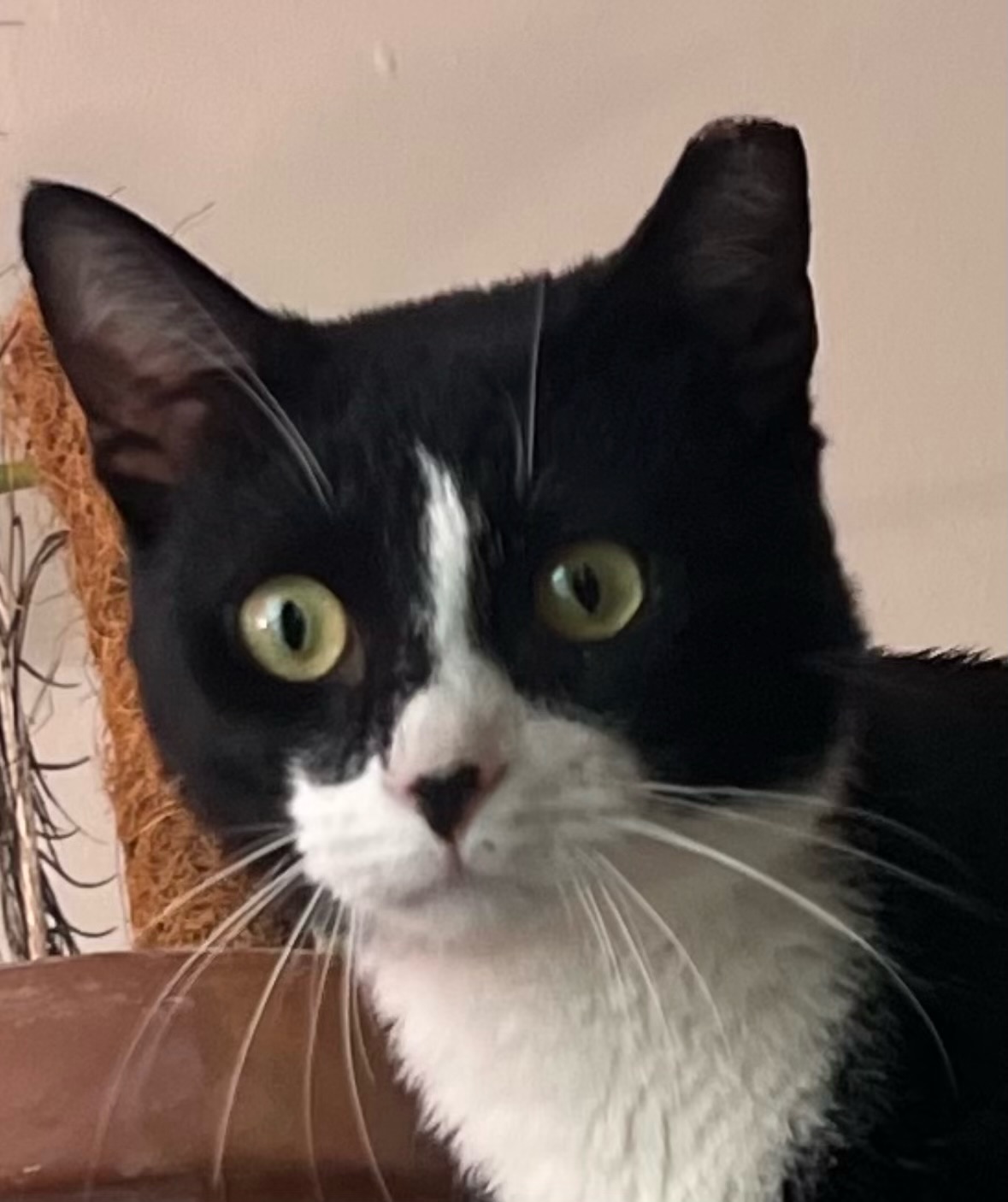 Enlarge Flint, a Adopted Domestic Short Hair in Ridgewood, NY image 3/6