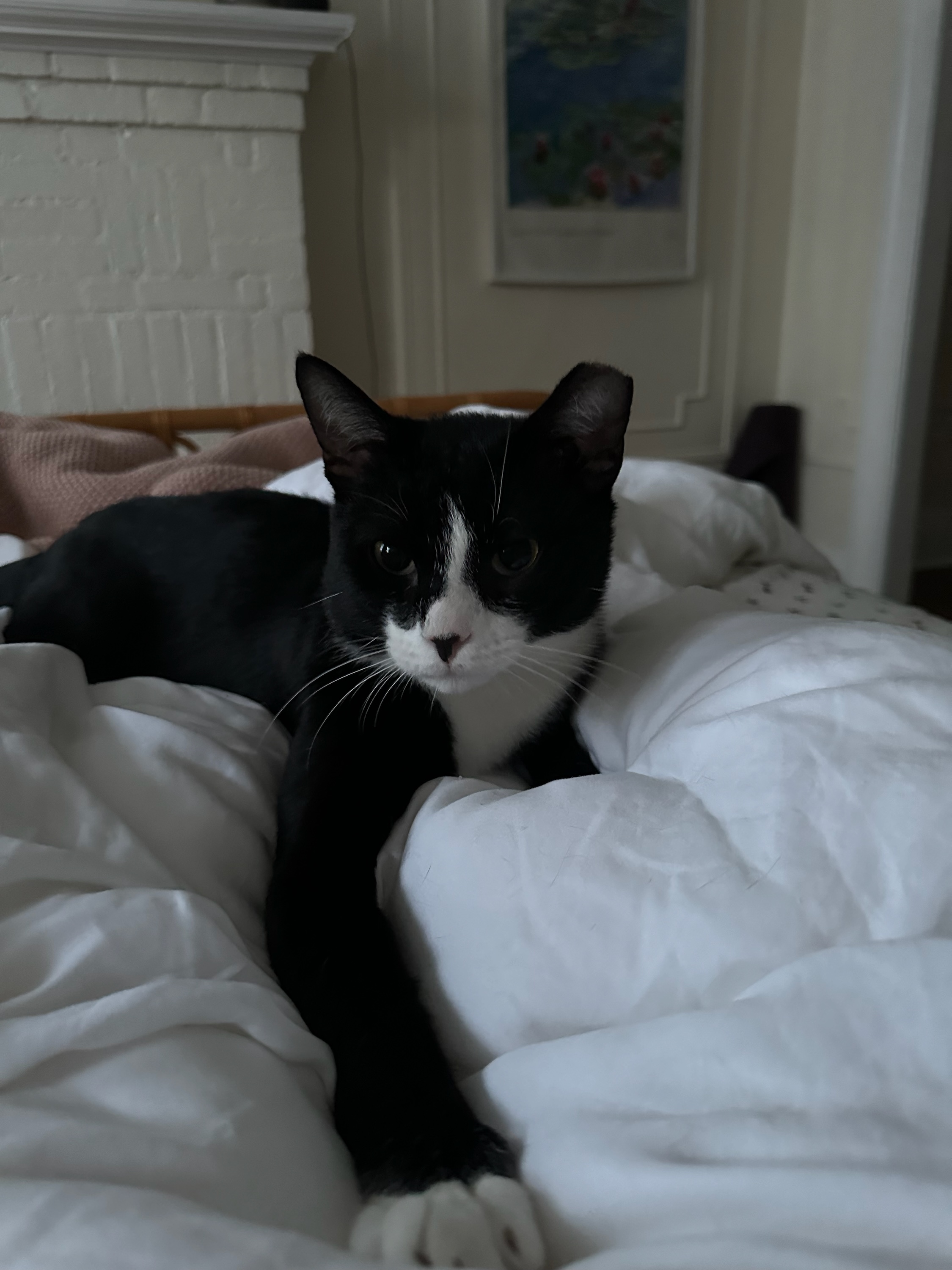 Enlarge Flint, a Adopted Domestic Short Hair in Ridgewood, NY image 1/6