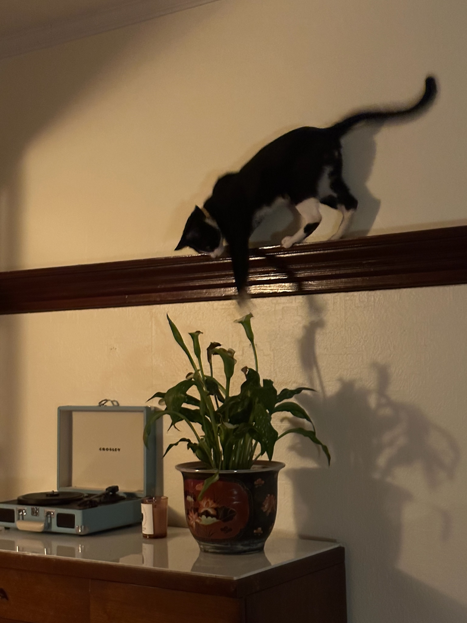 Enlarge Flint, a Adopted Domestic Short Hair in Ridgewood, NY image 6/6