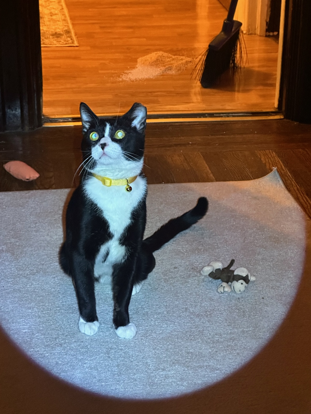 Enlarge Flint, a Adopted Domestic Short Hair in Ridgewood, NY image 5/6