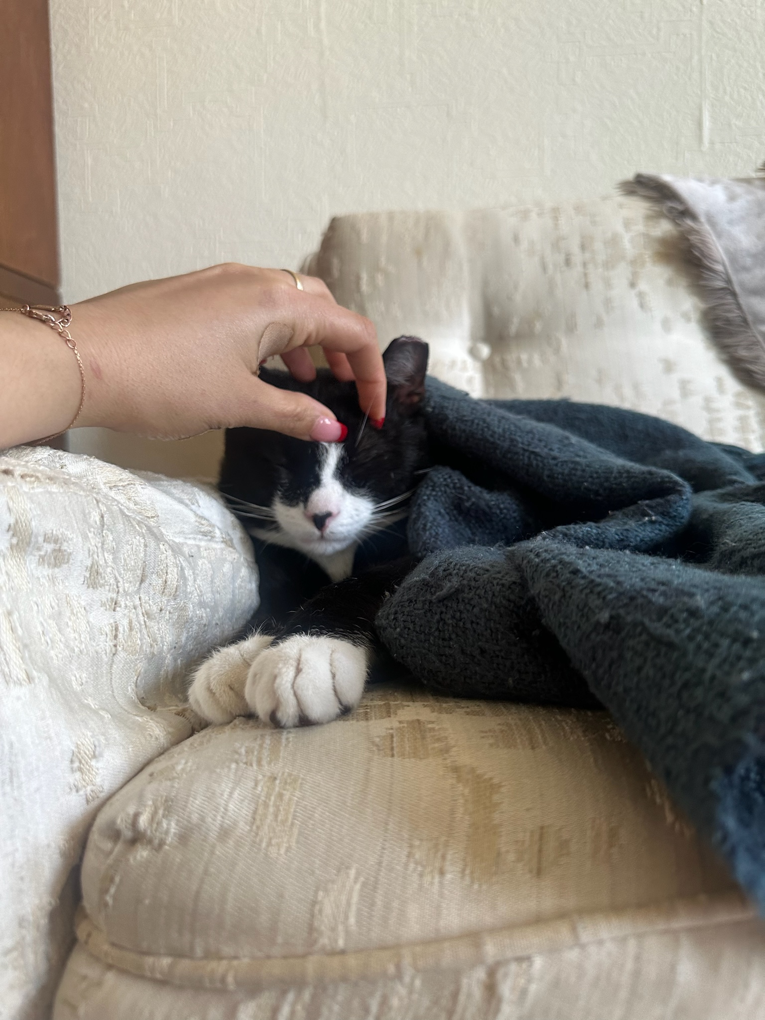 Enlarge Flint, a Adopted Domestic Short Hair in Ridgewood, NY image 4/6