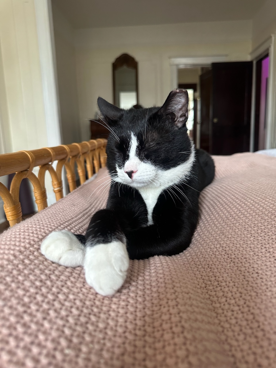 Enlarge Flint, a Adopted Domestic Short Hair in Ridgewood, NY image 2/6