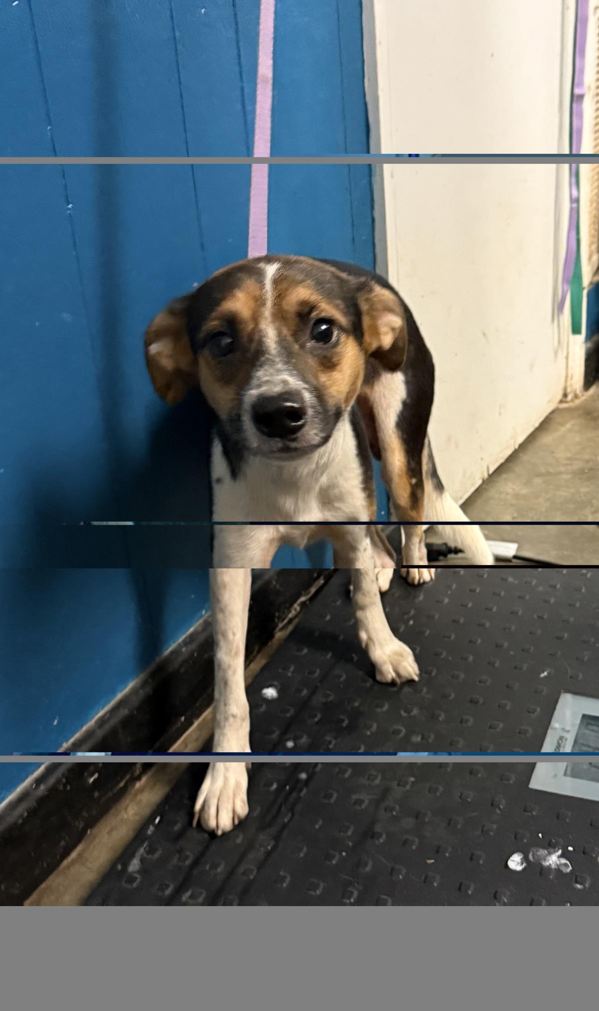 Booth, Adoptable, Young Male Chihuahua.