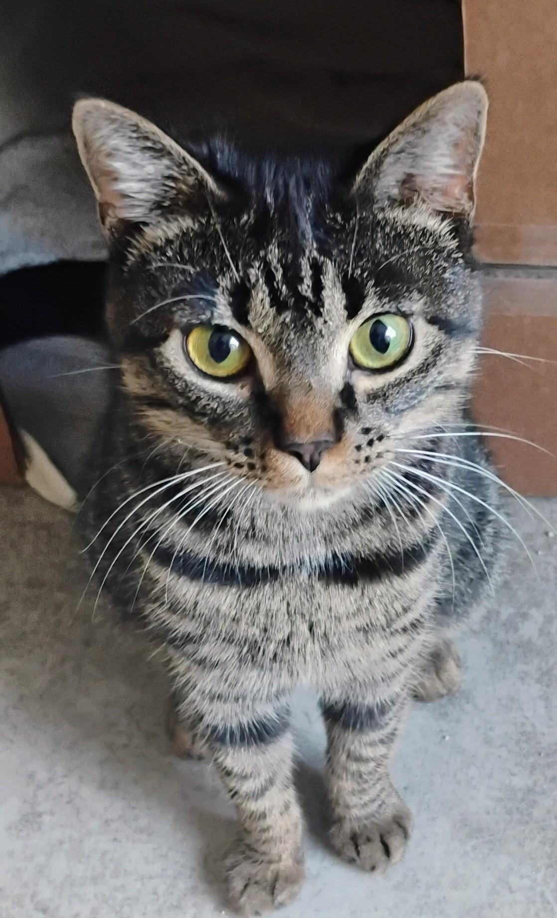 Anja, ADOPTABLE, Young Female Domestic Short Hair.