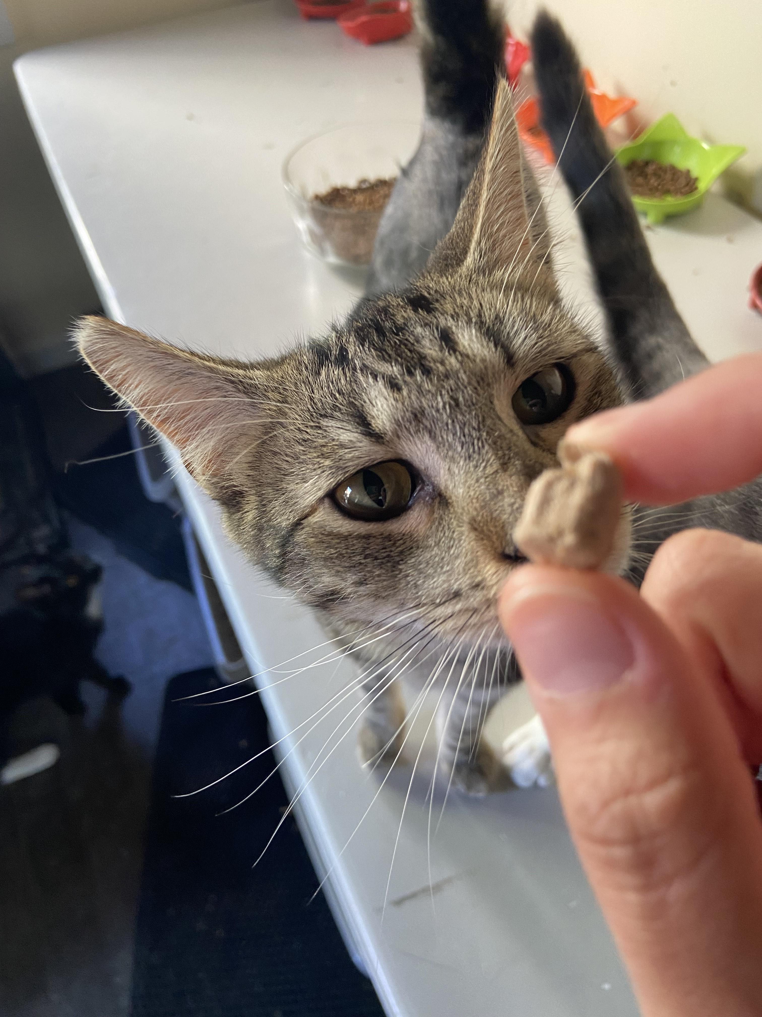 Rayito, a Adopted Tabby in Salinas, CA image 1/2