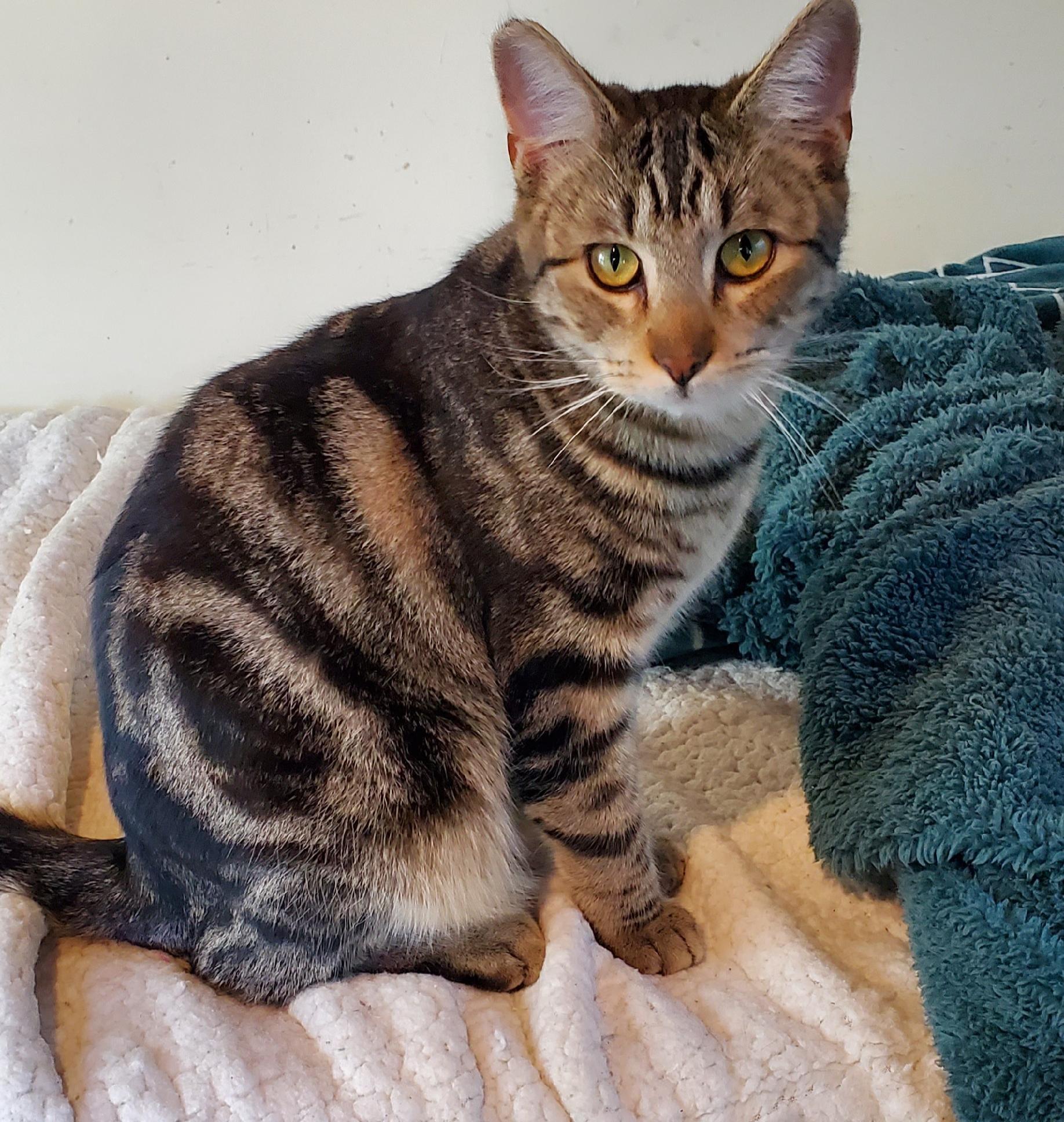 Rayito, Adopted, Young Male Tabby.