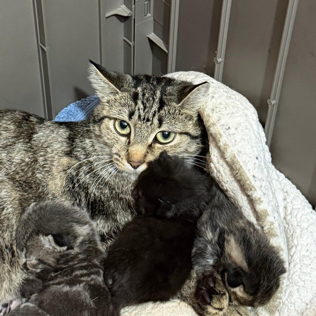 Enlarge Mayhem, a Adoptable Domestic Short Hair in Marion, VA image 1/4