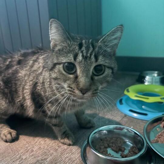 Enlarge Mayhem, a Adoptable Domestic Short Hair in Marion, VA image 2/4