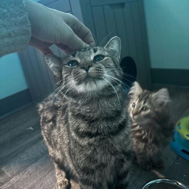 Enlarge Mayhem, a Adoptable Domestic Short Hair in Marion, VA image 3/4