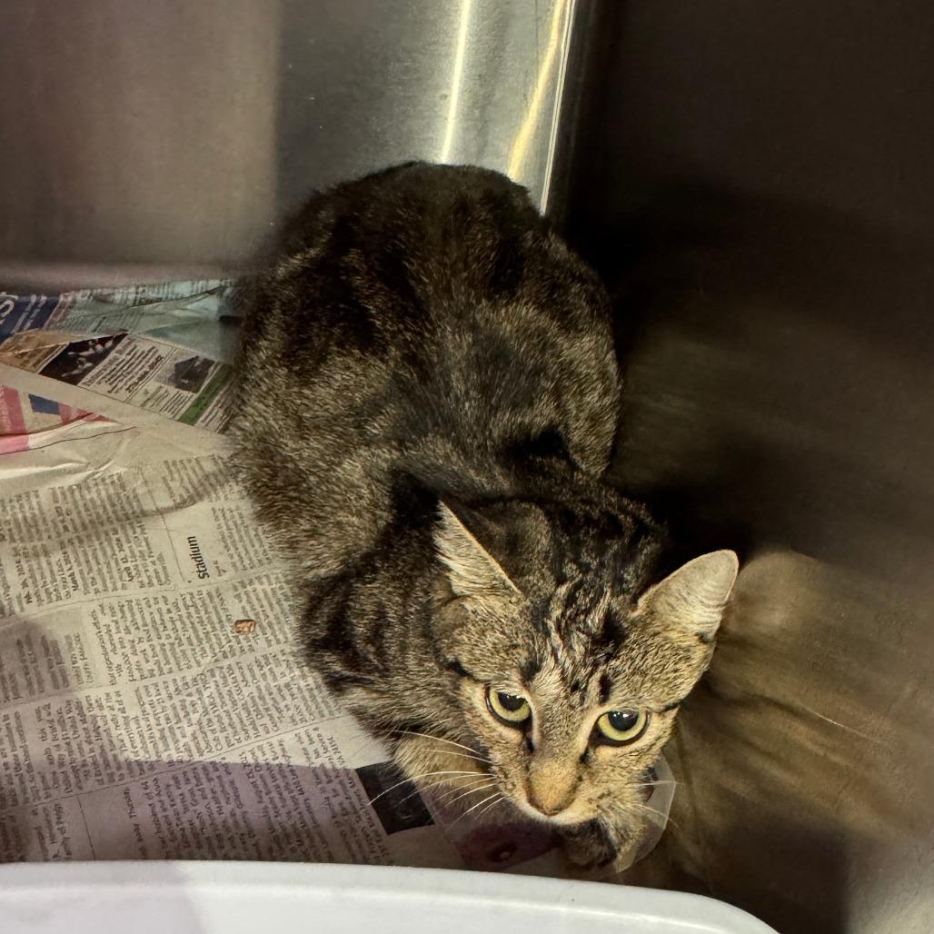 Enlarge Mayhem, a Adoptable Domestic Short Hair in Marion, VA image 4/4