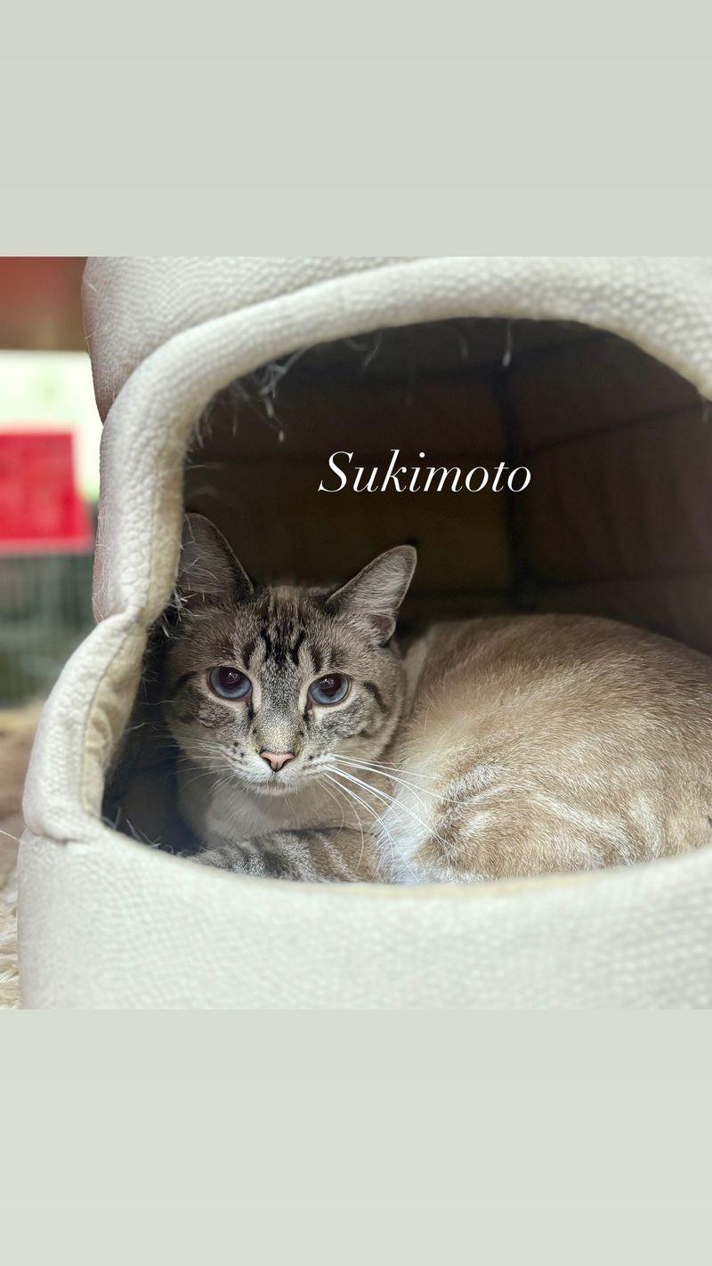 Sukimoto, Adoptable, Adult Female Domestic Short Hair.