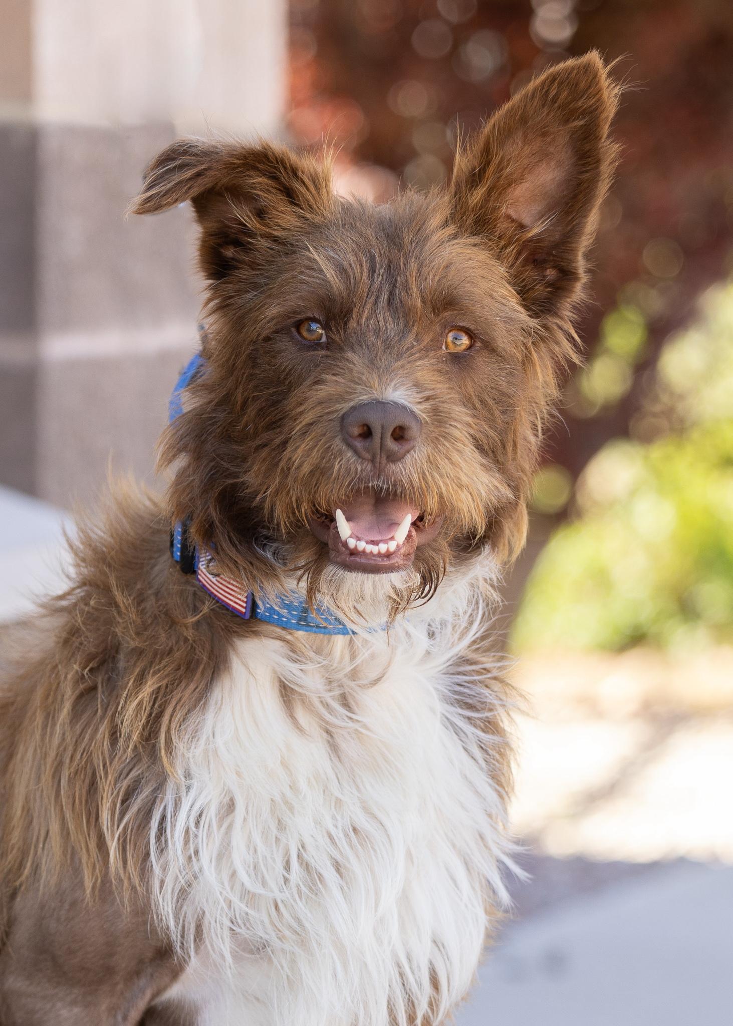 FREEWAY, ADOPTABLE, Adult Male German Wirehaired Pointer.