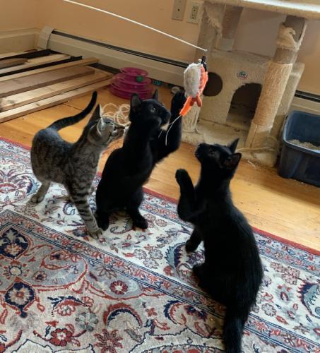 Ebony, a Adoptable Domestic Short Hair in St. Johnsbury, VT image 1/3