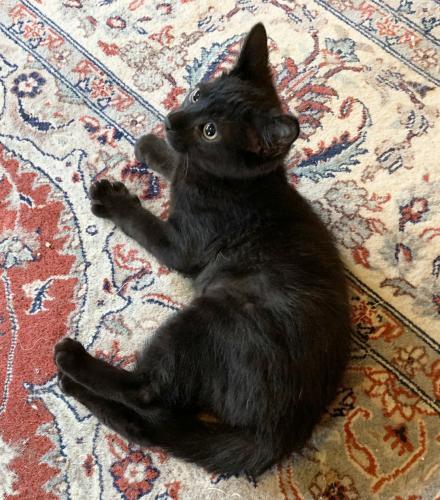 Ebony, a Adoptable Domestic Short Hair in St. Johnsbury, VT image 3/3