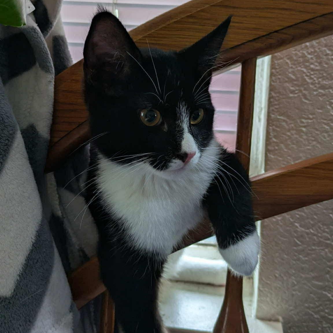 Minos- the perfect cat with the longest tail ever!