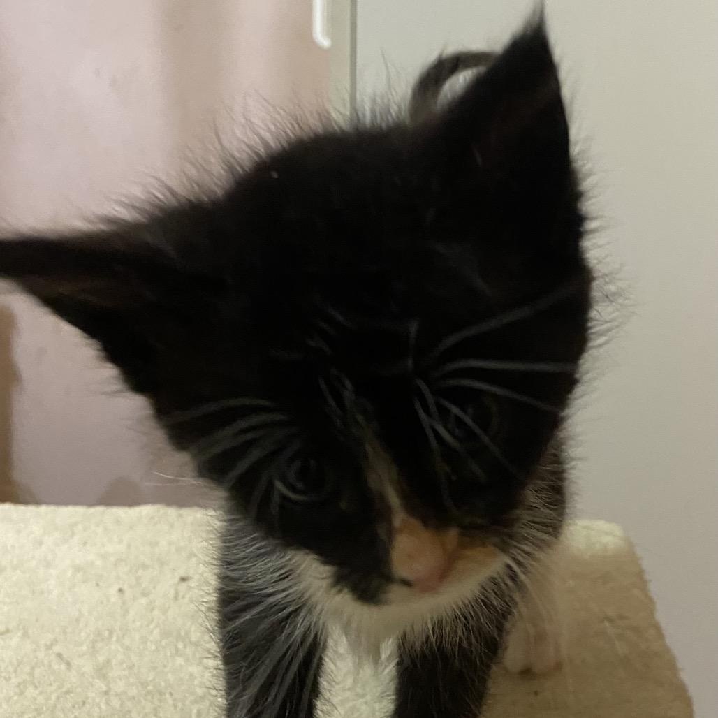 Minos- Very playful, very friendly, gets along well with other cats