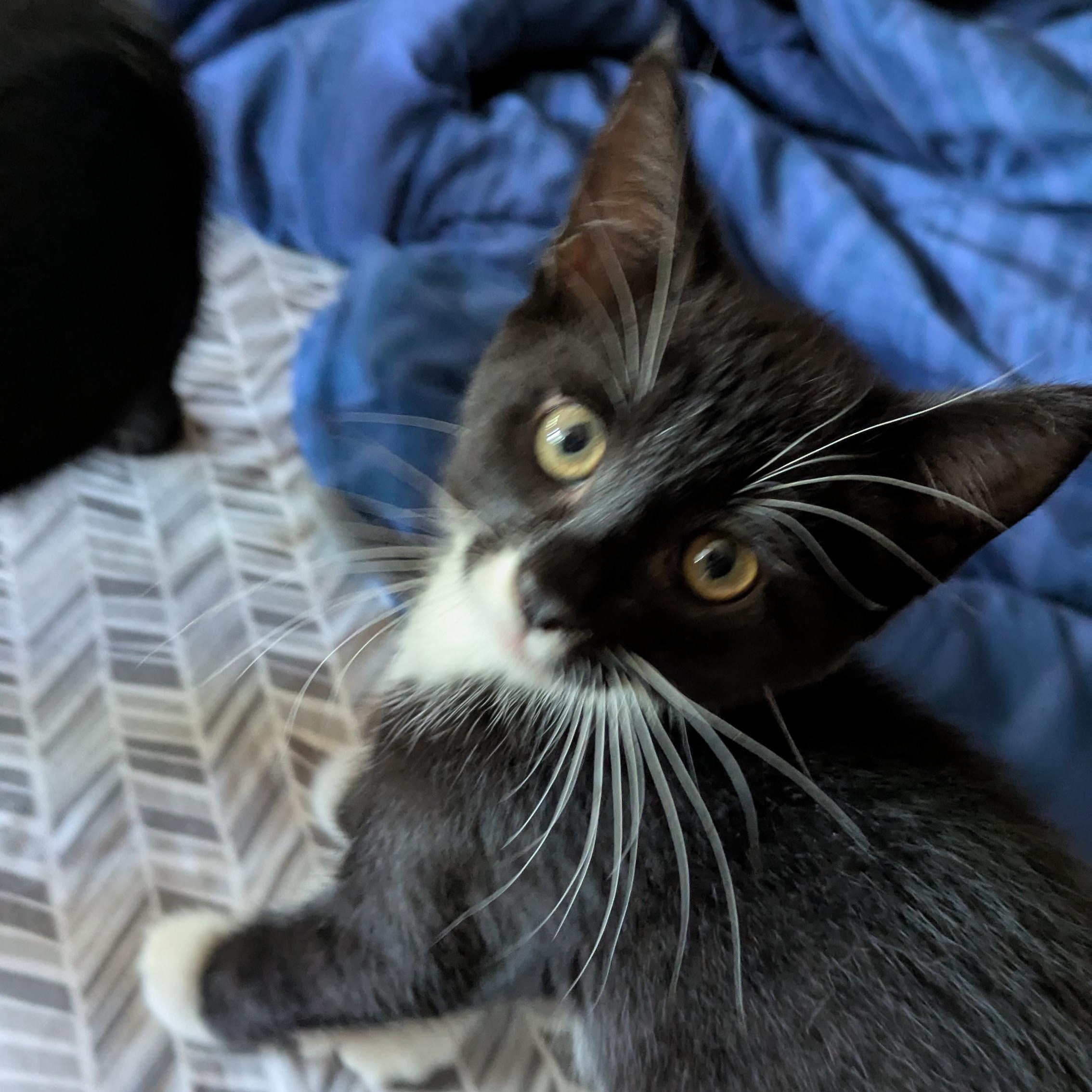 Minos- Very playful, very friendly, gets along well with other cats