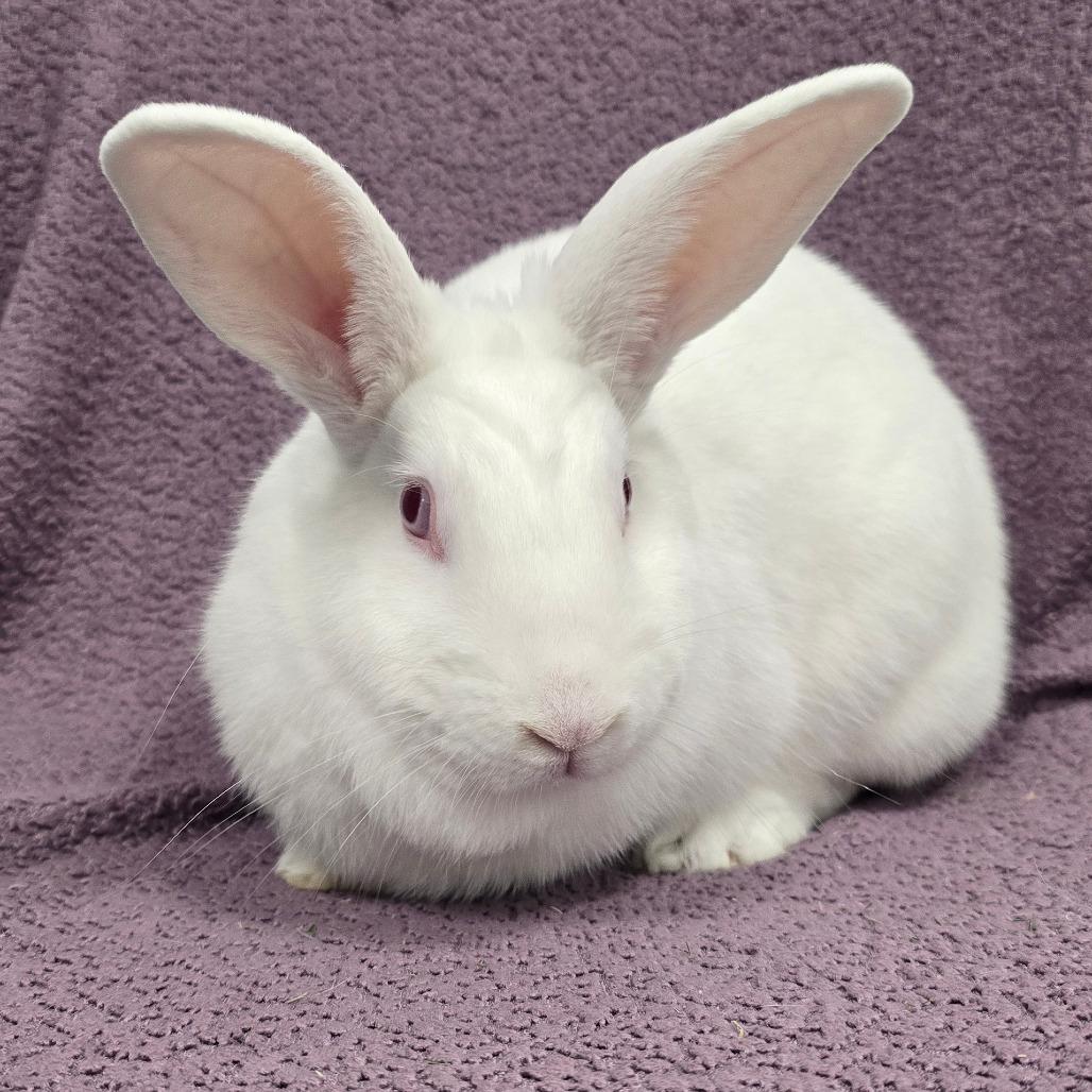 Casper, Adoptable, Young Female American.