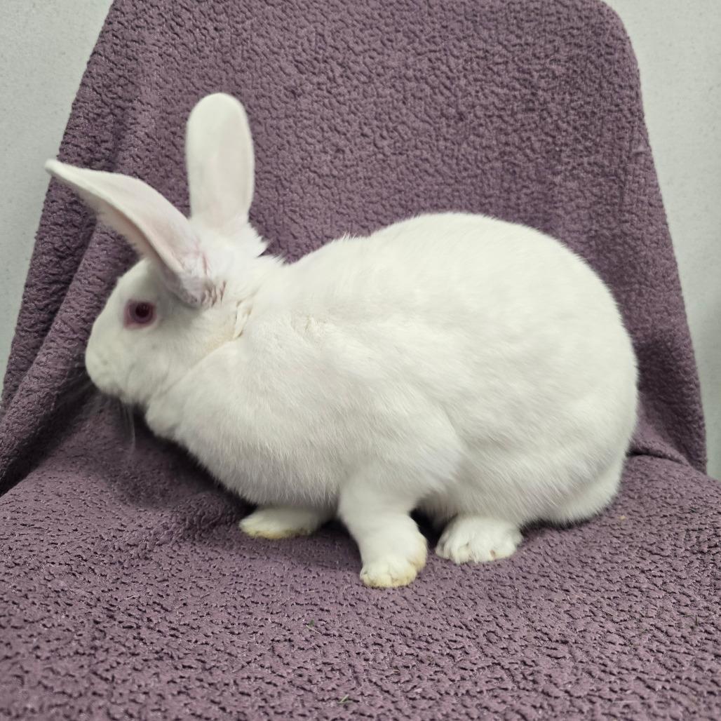 Enlarge Casper, a Adoptable American in Evansville, IN image 2/6