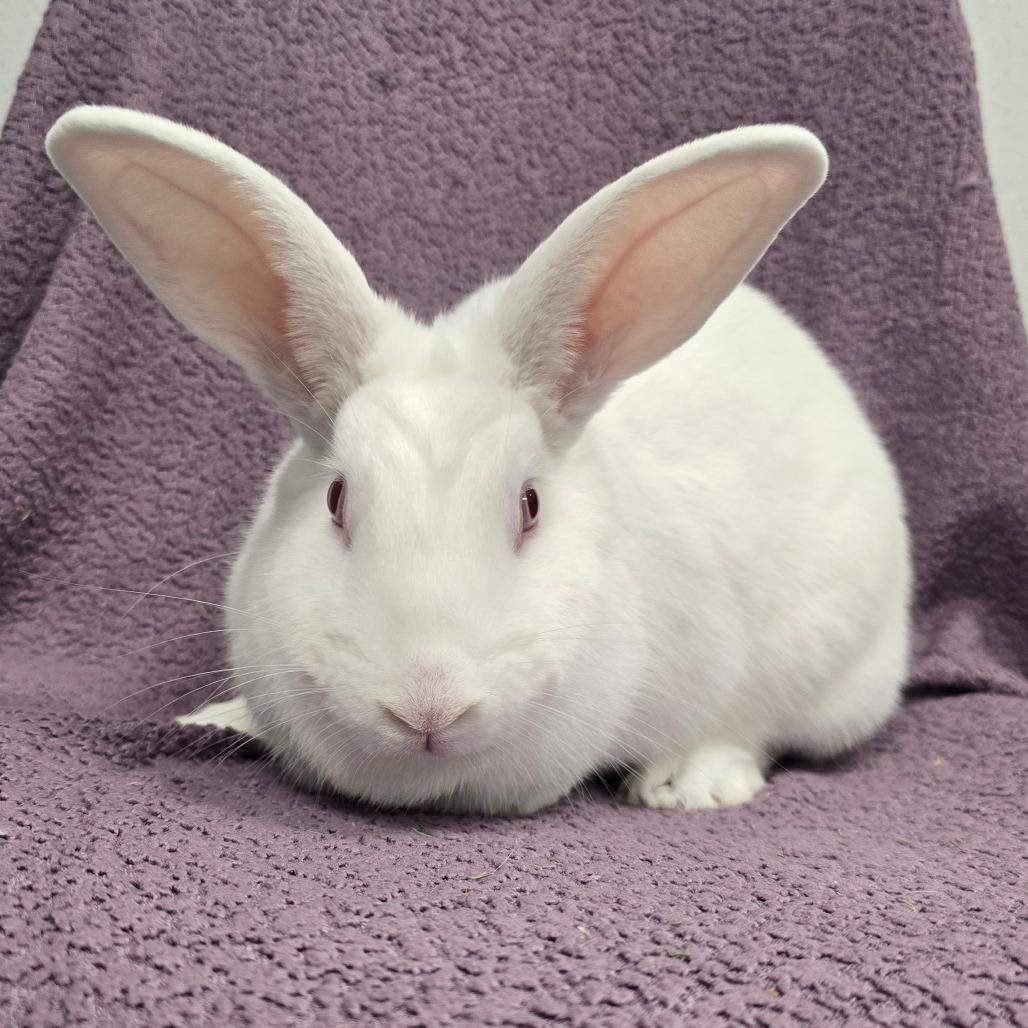 Enlarge Casper, a Adoptable American in Evansville, IN image 3/6