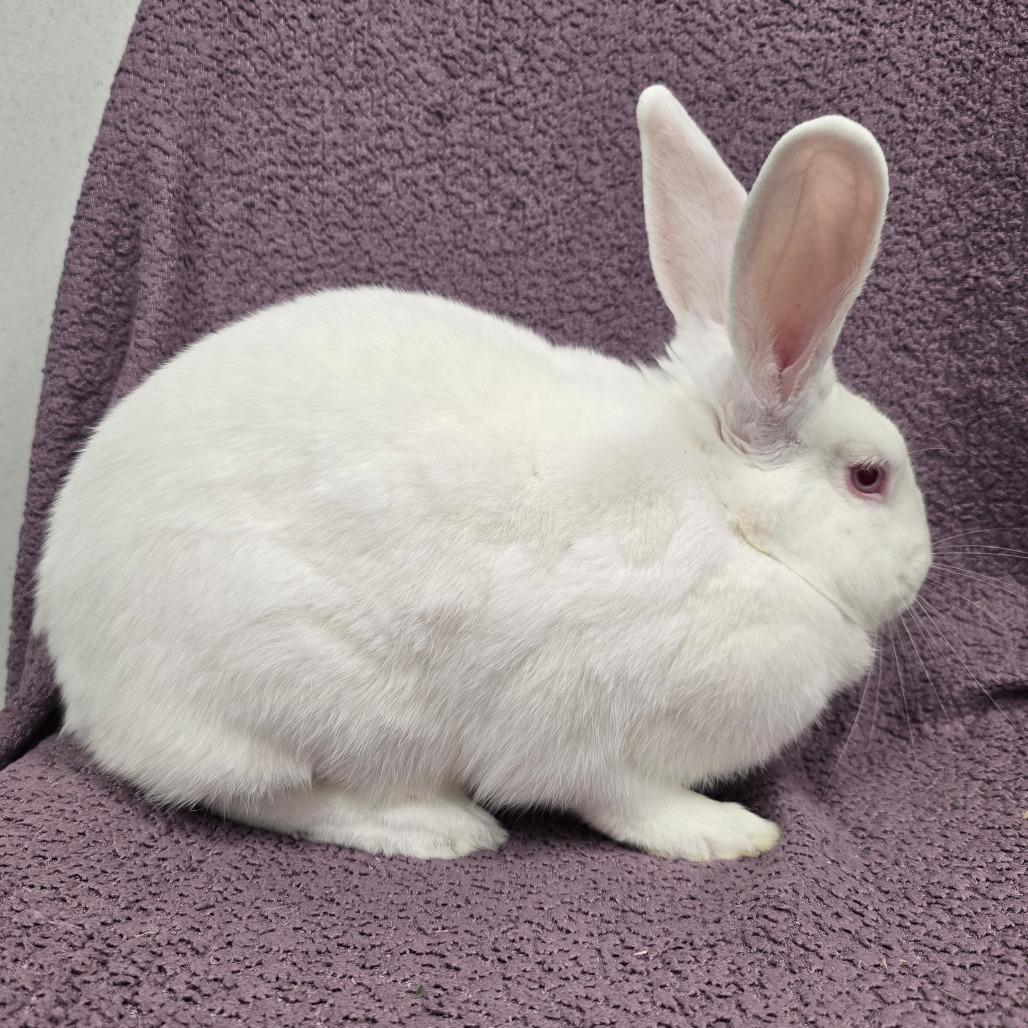 Enlarge Casper, a Adoptable American in Evansville, IN image 4/6
