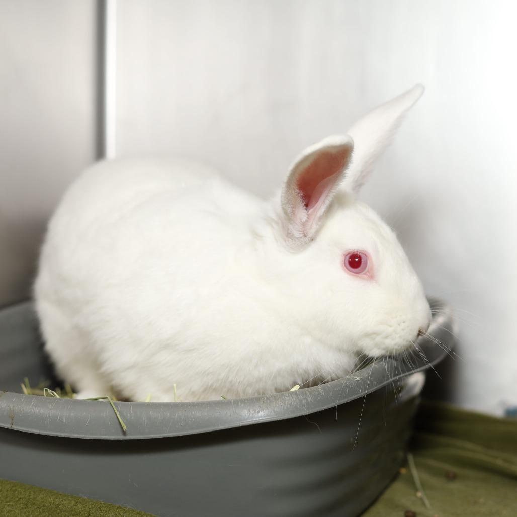 Enlarge Casper, a Adoptable American in Evansville, IN image 5/6