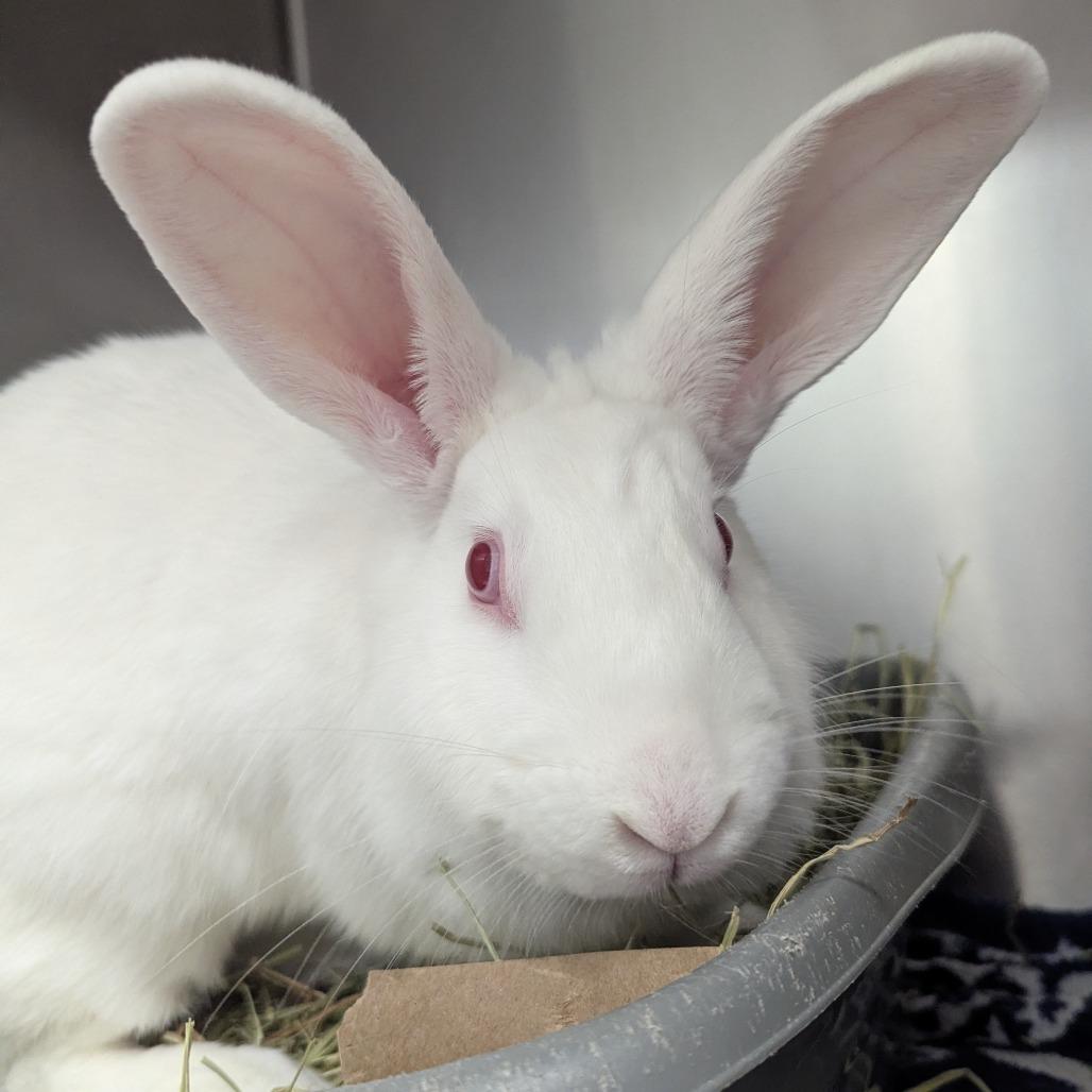 Enlarge Casper, a Adoptable American in Evansville, IN image 6/6