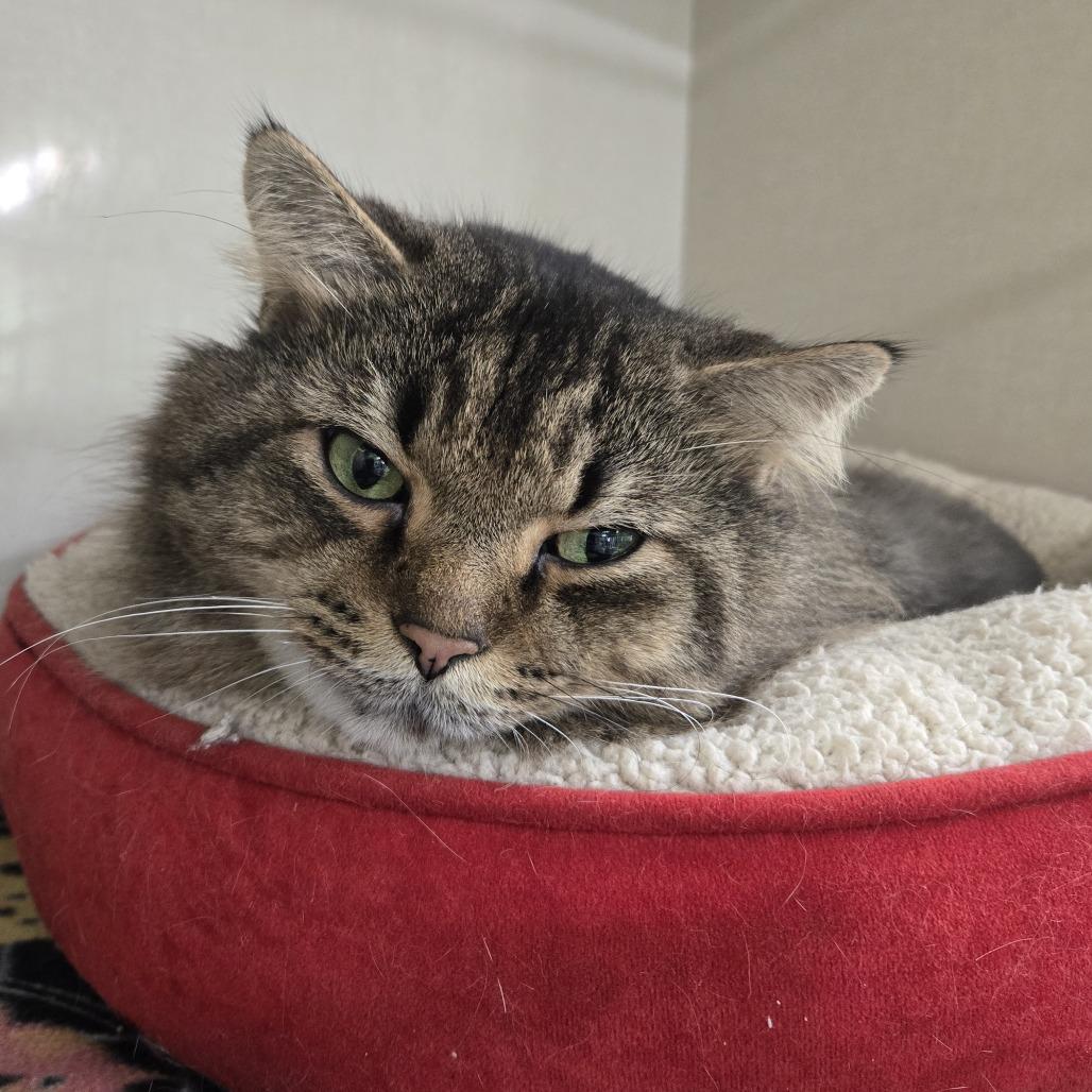 Theodore - #613, Adoptable, Adult Male Domestic Long Hair.