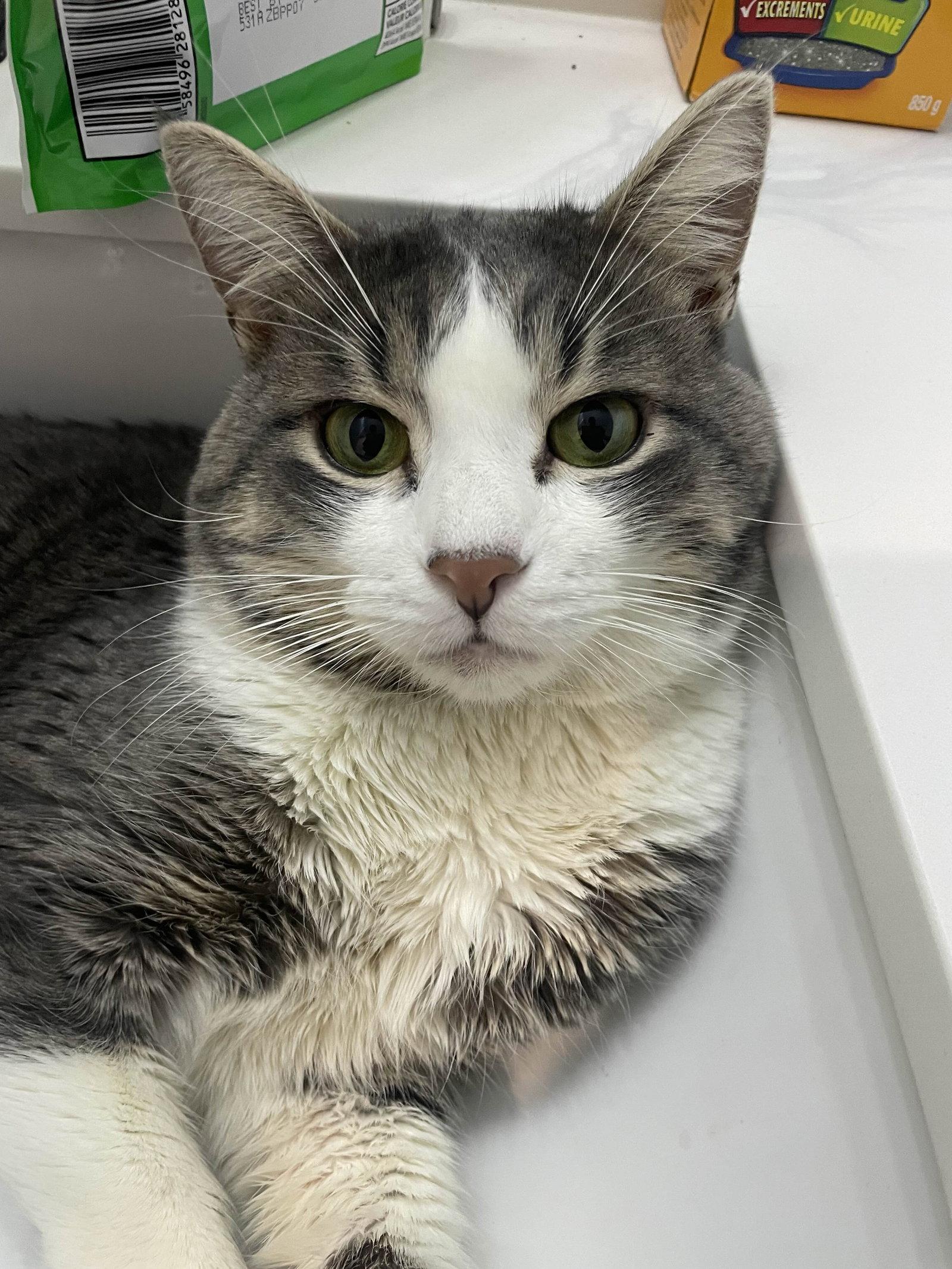 Enlarge Cammy, an adopted Domestic Short Hair in Keswick, ON image 1/3