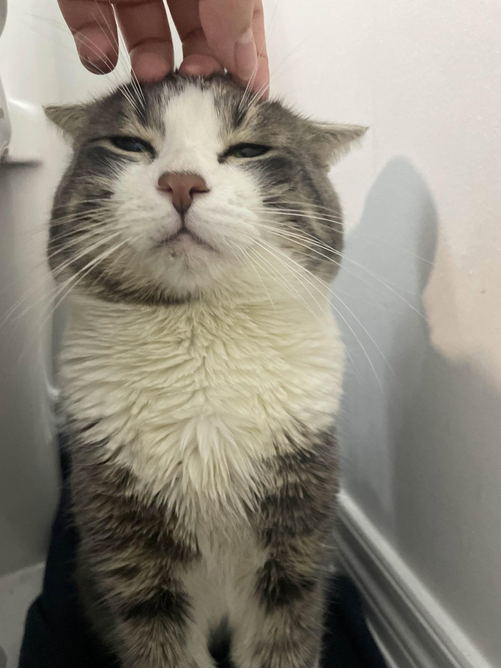 Enlarge Cammy, an adopted Domestic Short Hair in Keswick, ON image 2/3
