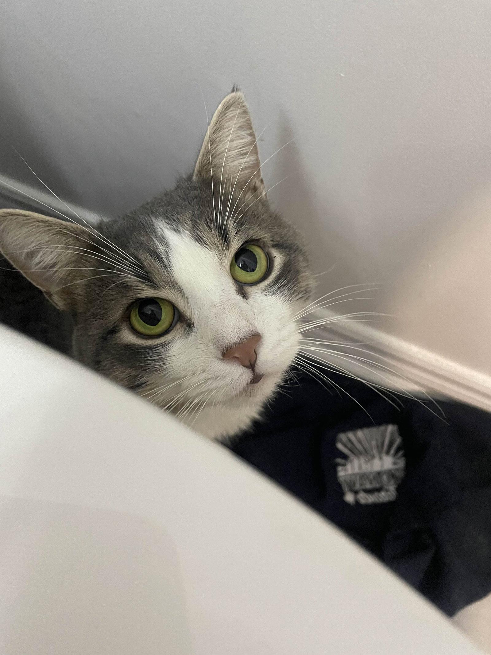 Enlarge Cammy, an adopted Domestic Short Hair in Keswick, ON image 3/3