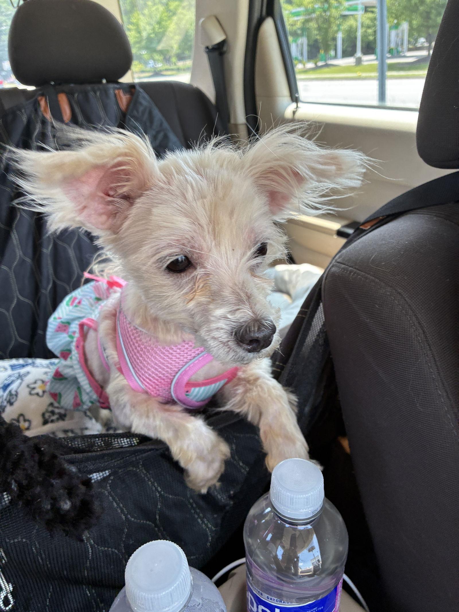 Blondie, Adopted, Young Female Poodle.