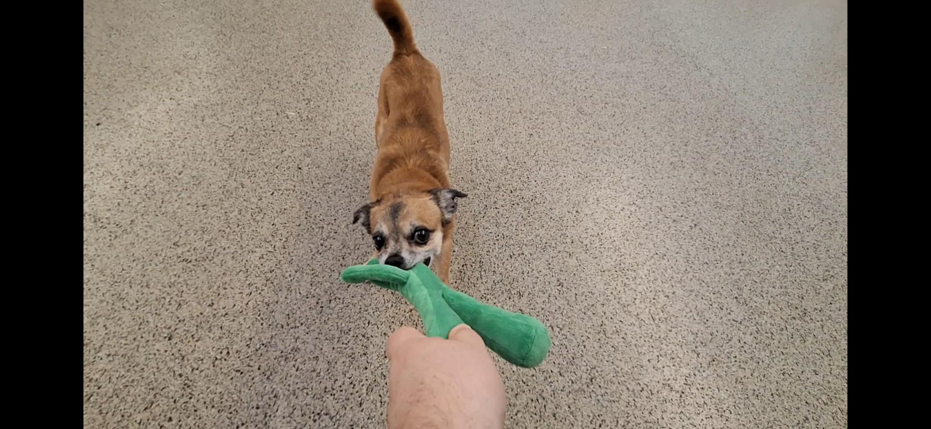 Junior, Adopted, Senior Male Chihuahua & Mixed Breed.