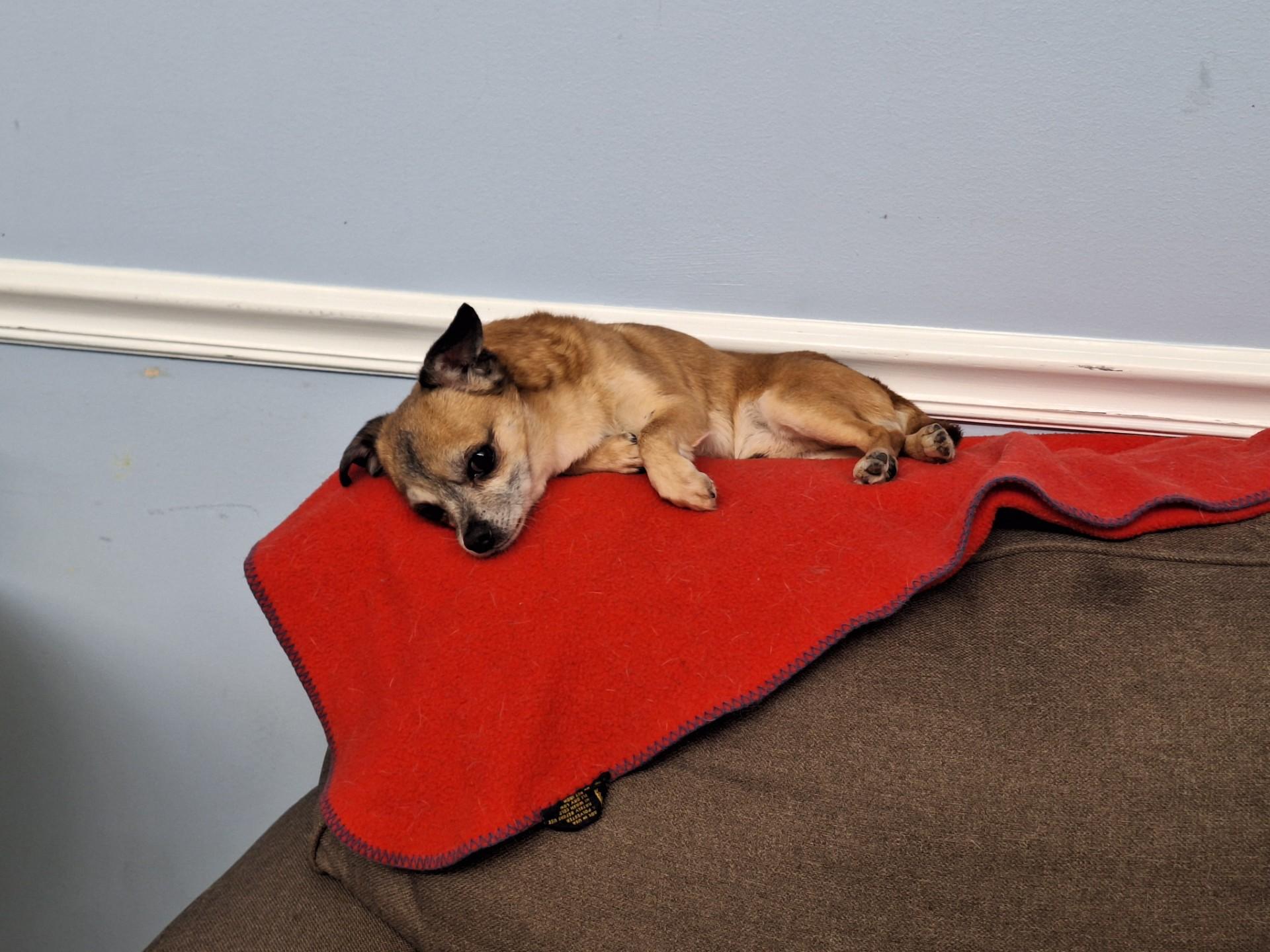 Enlarge Junior, a Adopted mixed breed in East Providence, RI image 2/3