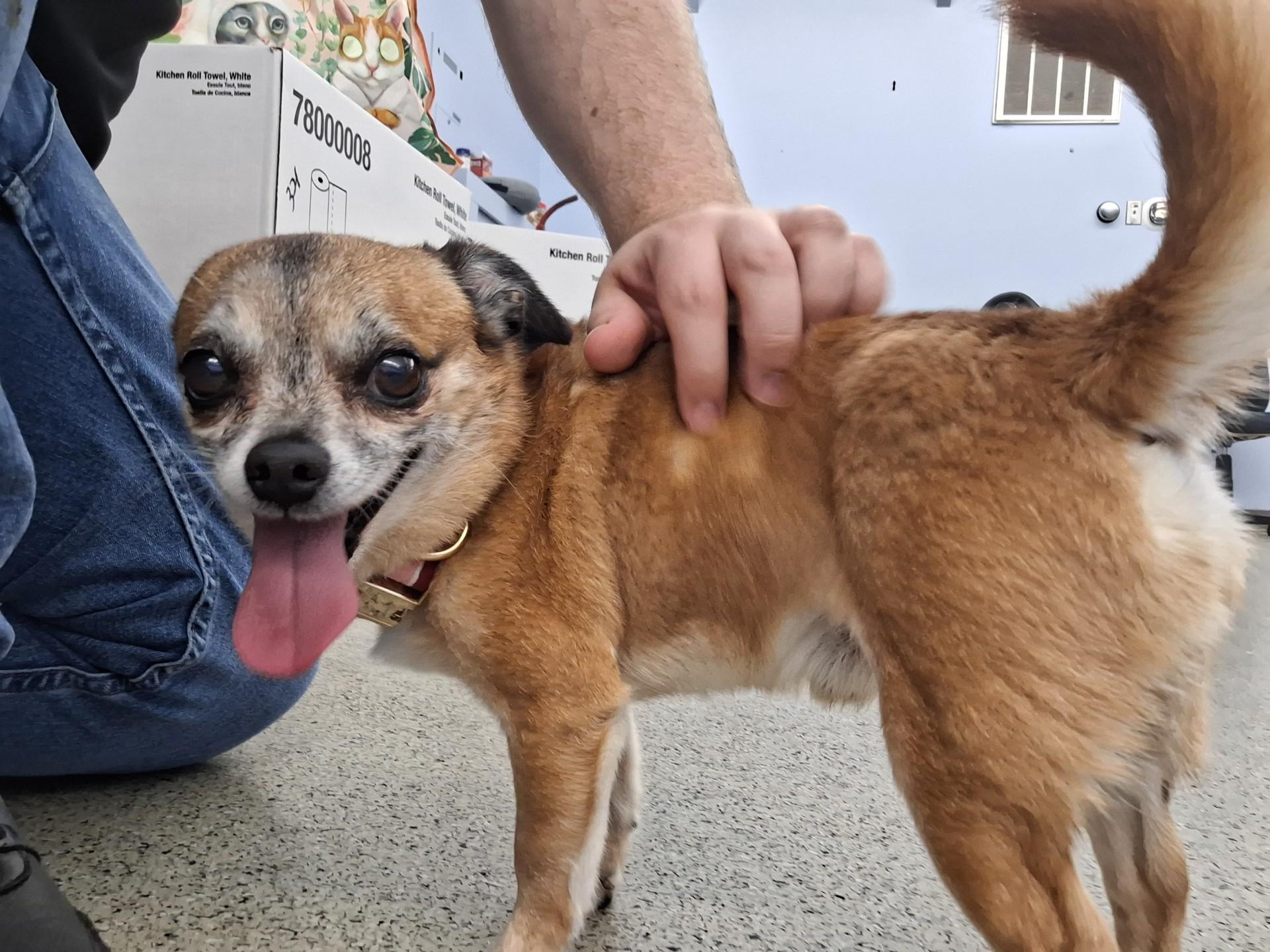 Enlarge Junior, a Adopted mixed breed in East Providence, RI image 3/3