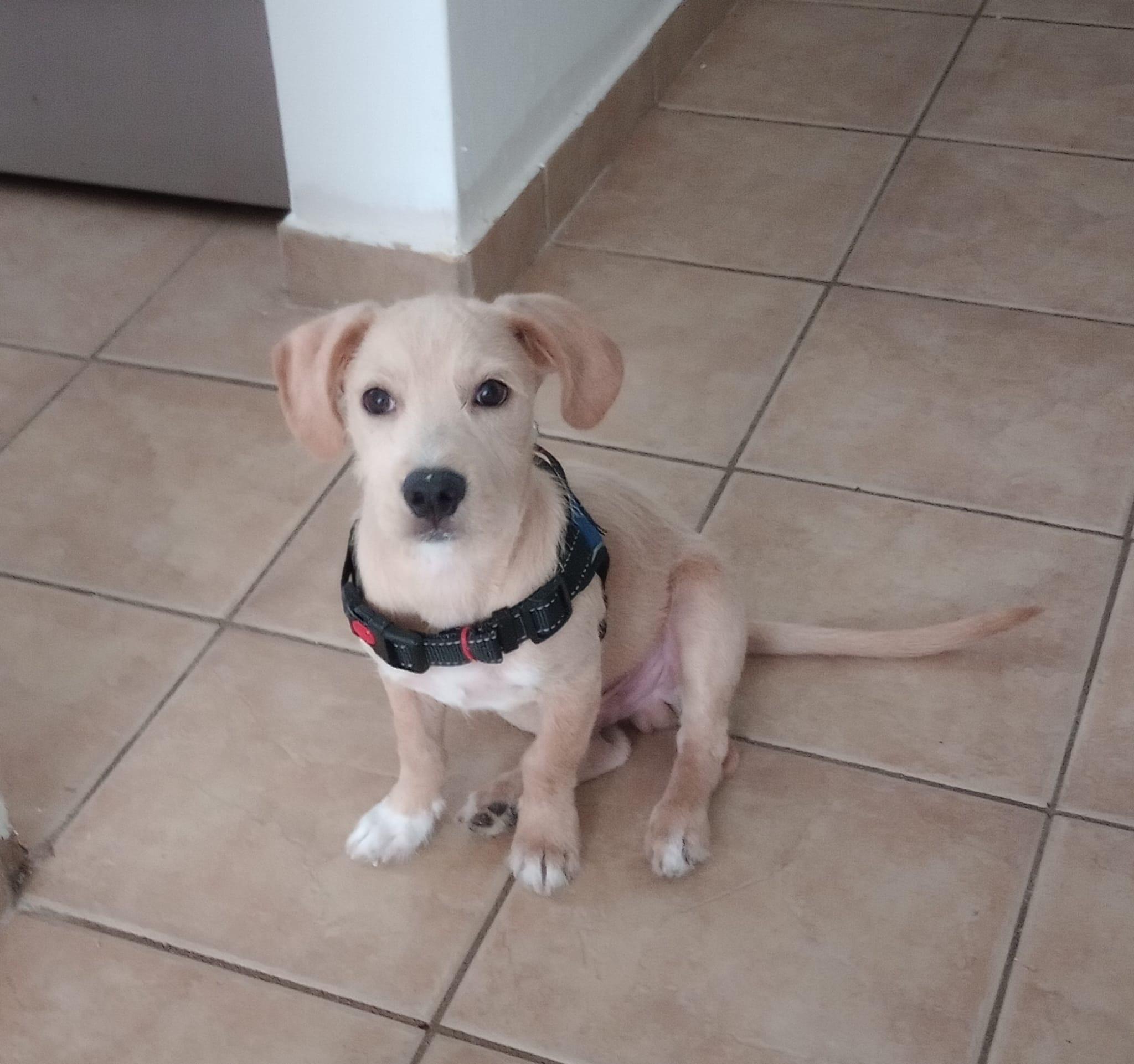 SPIKEY, a Adoptable mixed breed in New York, NY image 2/6