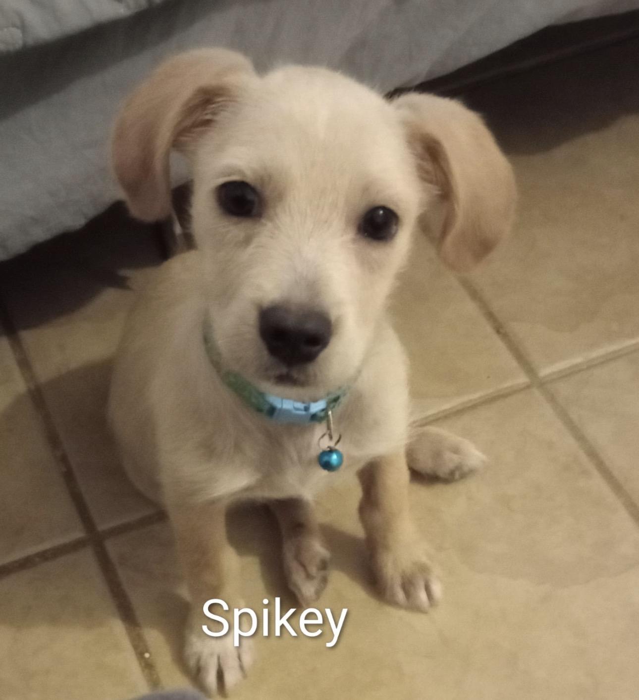 SPIKEY, Adoptable, Puppy Male Golden Retriever & Mixed Breed.
